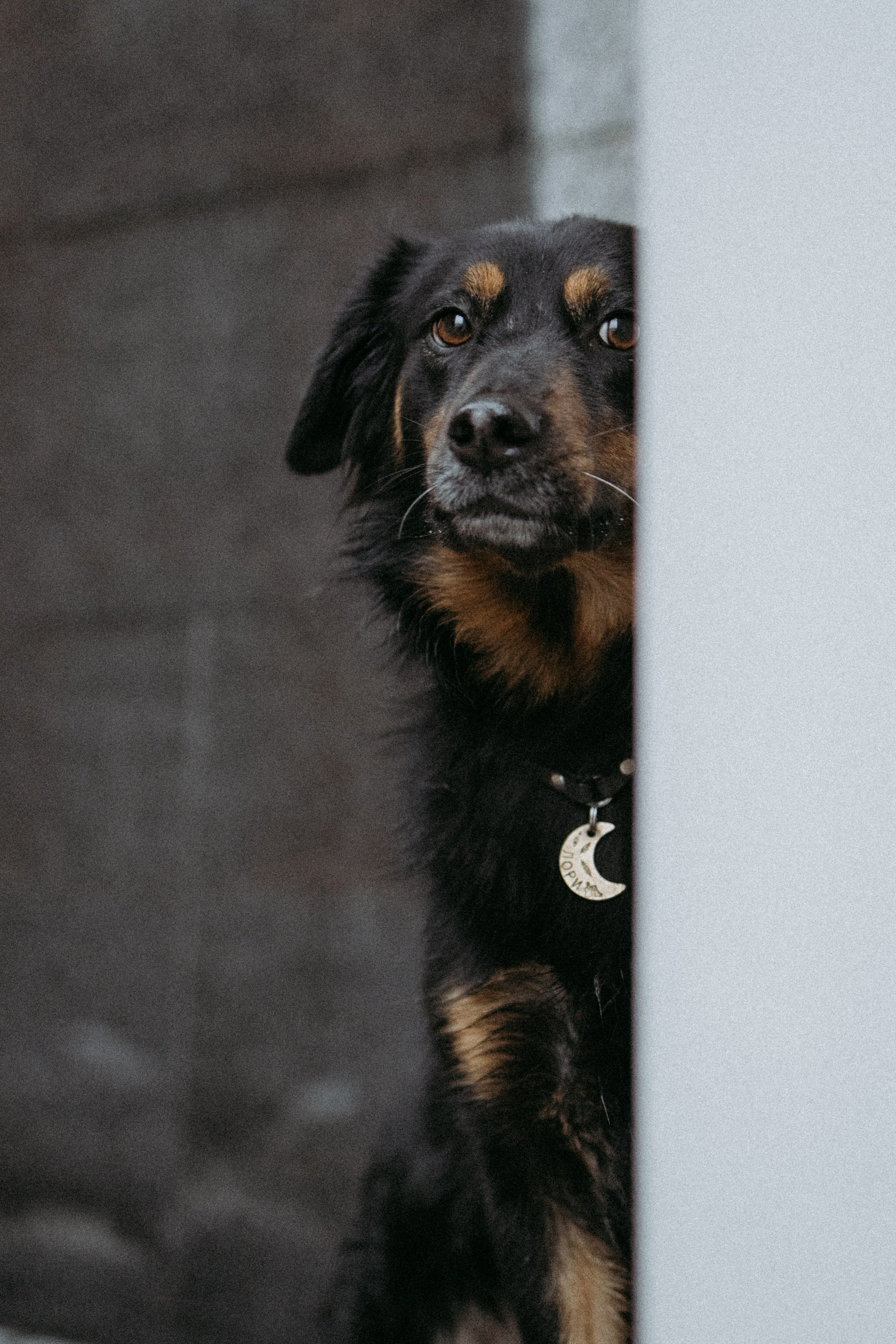 Саша, Ксюша и их банда. Фотораф — анималист Мария Шистка