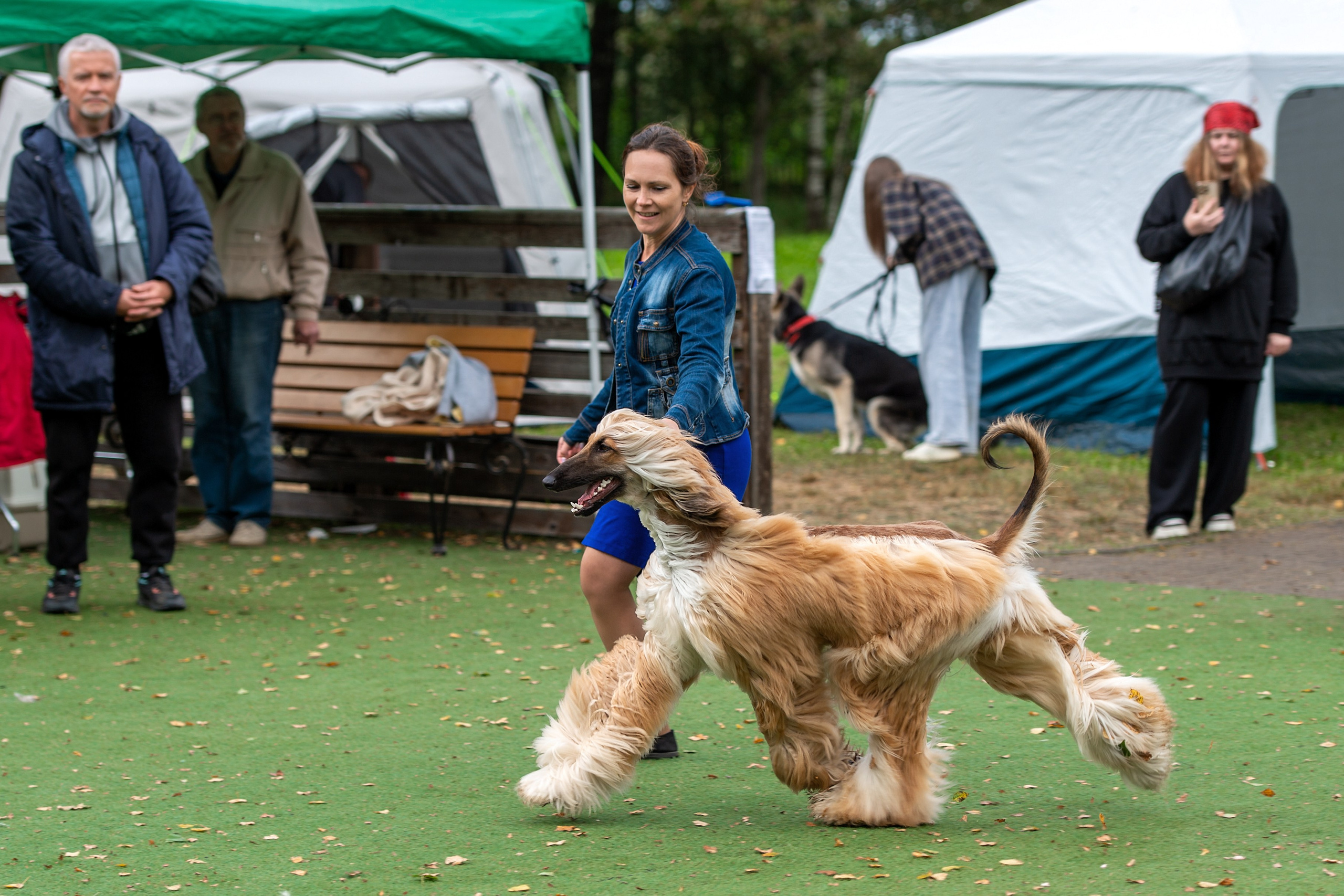 24.08.2025 Региональная выставка КОО и Республиканская выставка РКЛС. Галерея фотографий афганской борзой