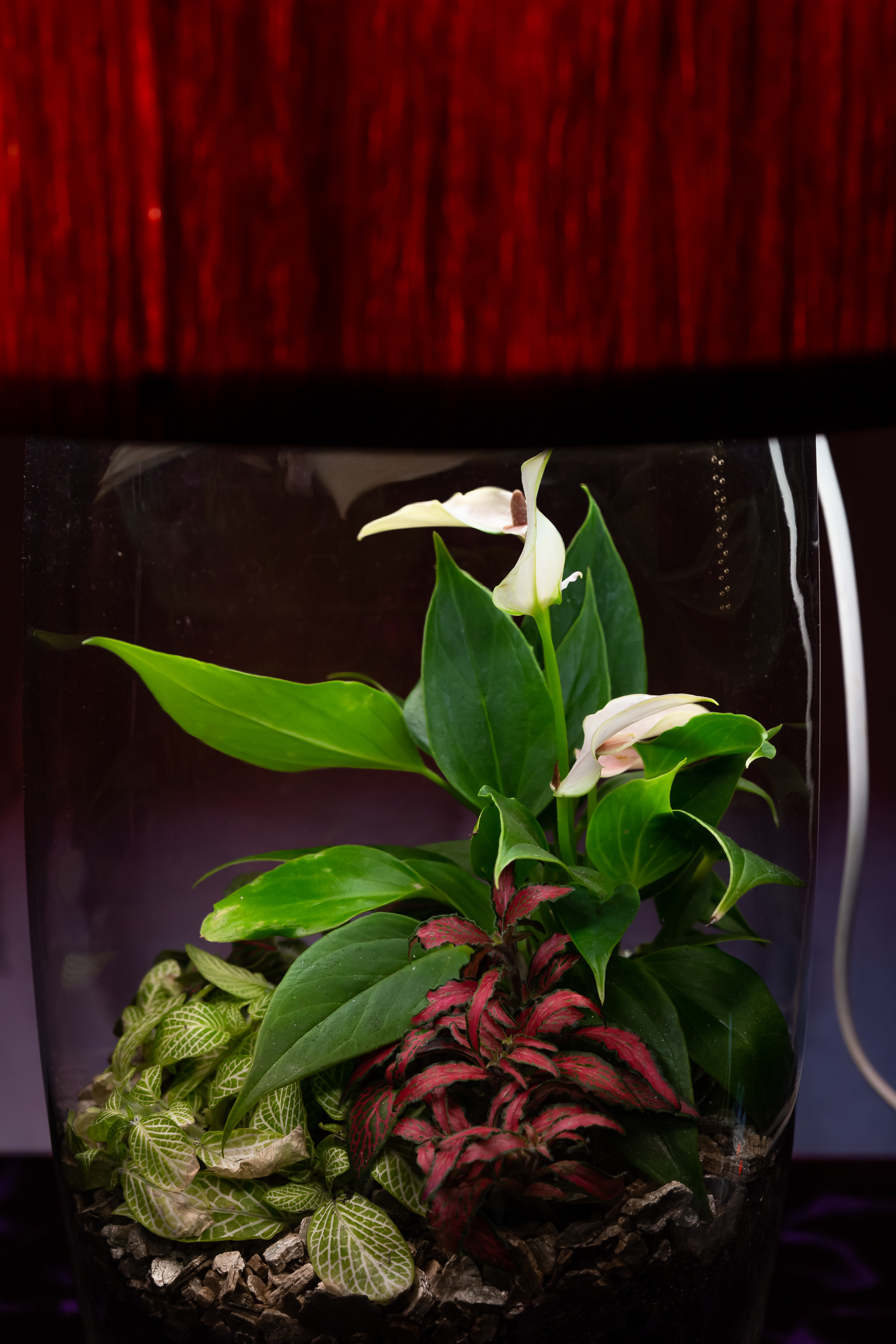 THEFLOWBERRY Живые светильники