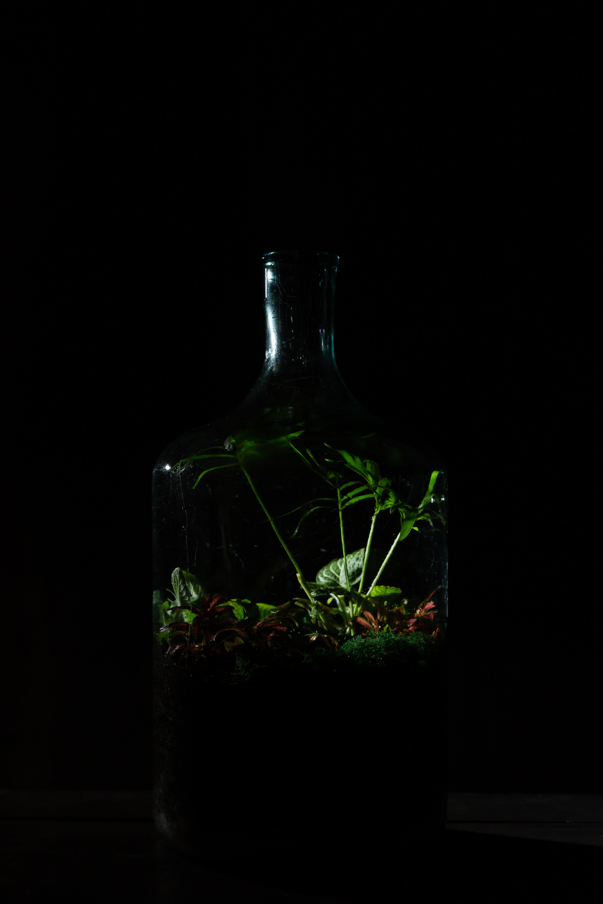 THEFLOWBERRY Живые светильники