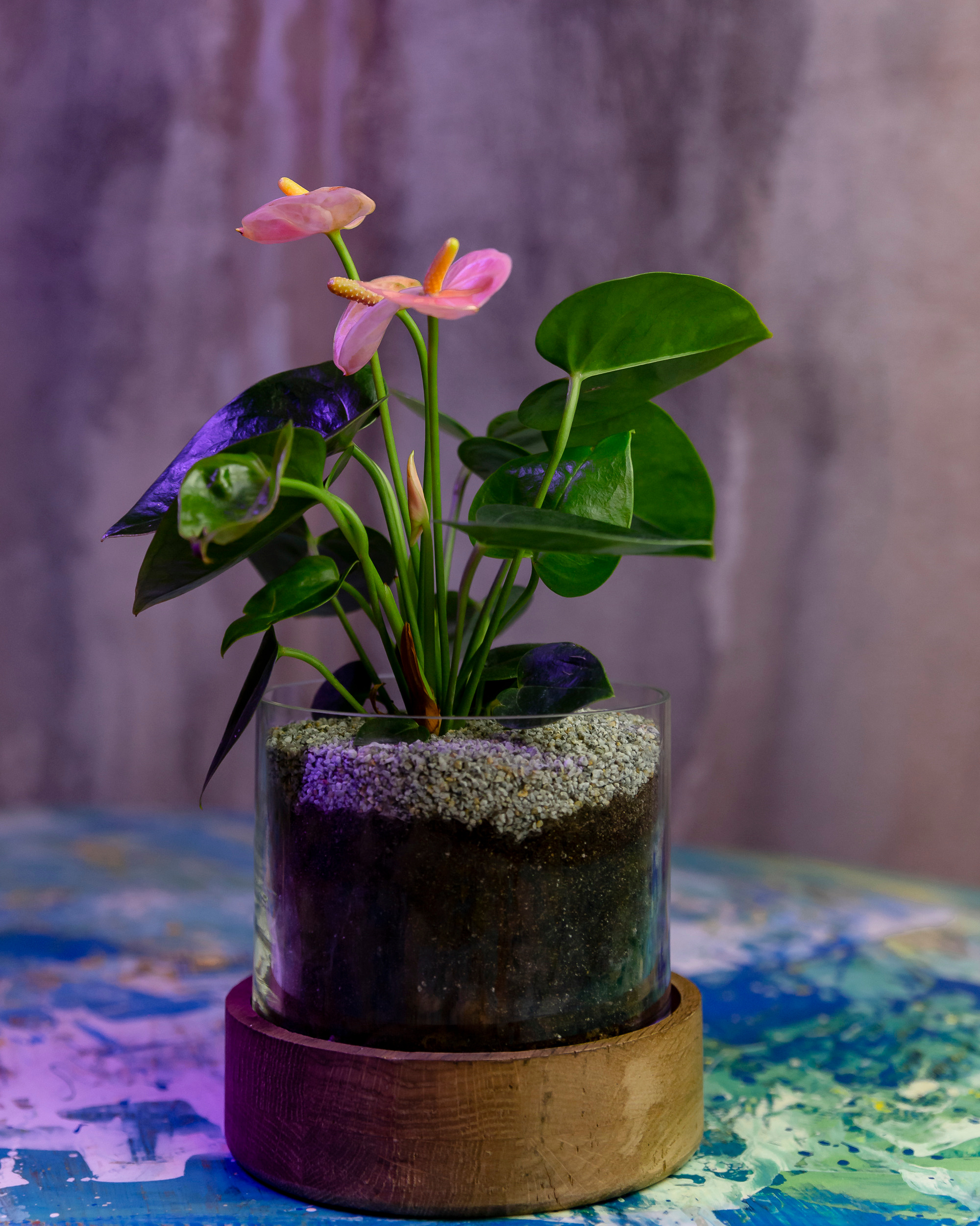 THEFLOWBERRY Живые светильники