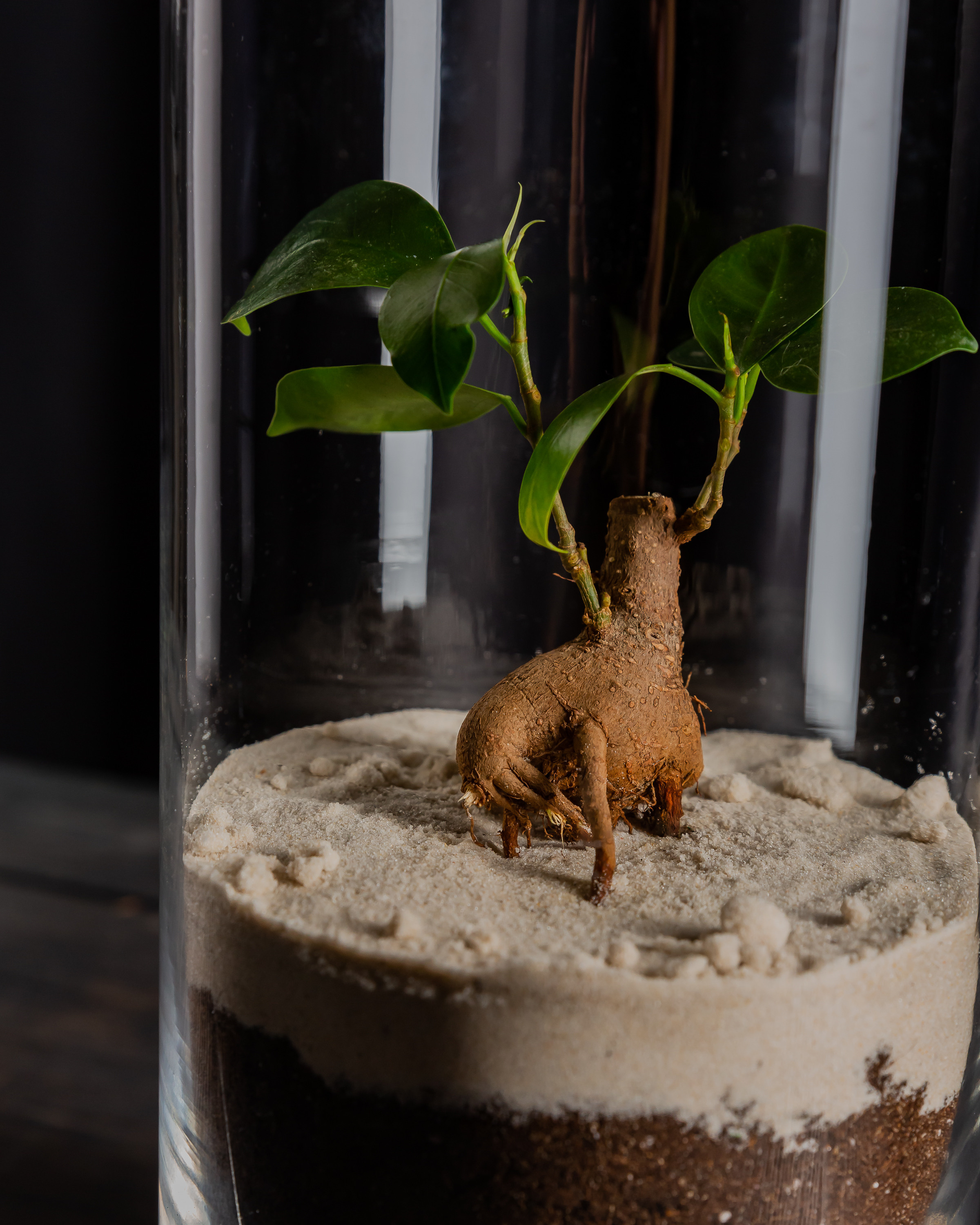 THEFLOWBERRY Живые светильники