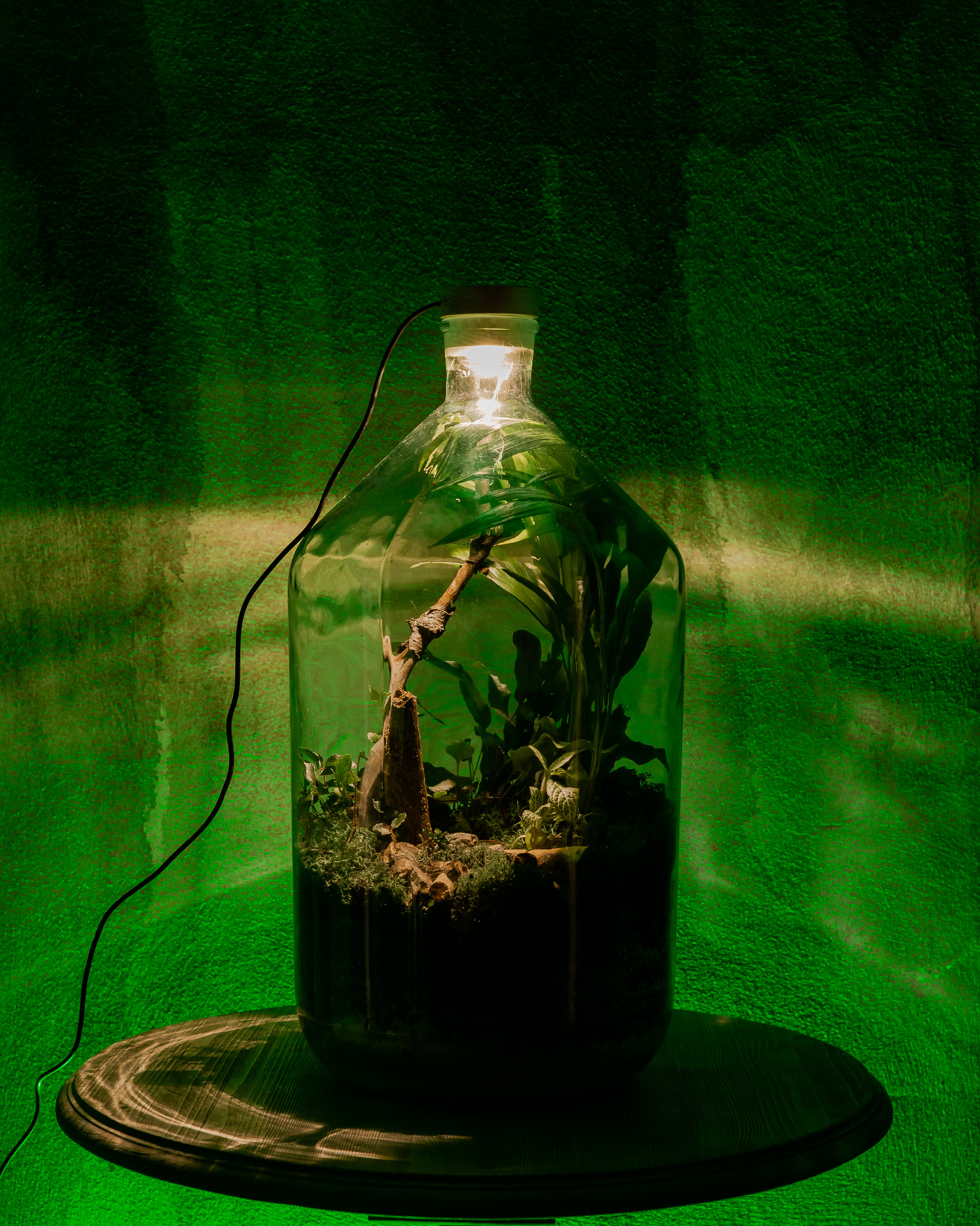 THEFLOWBERRY Живые светильники