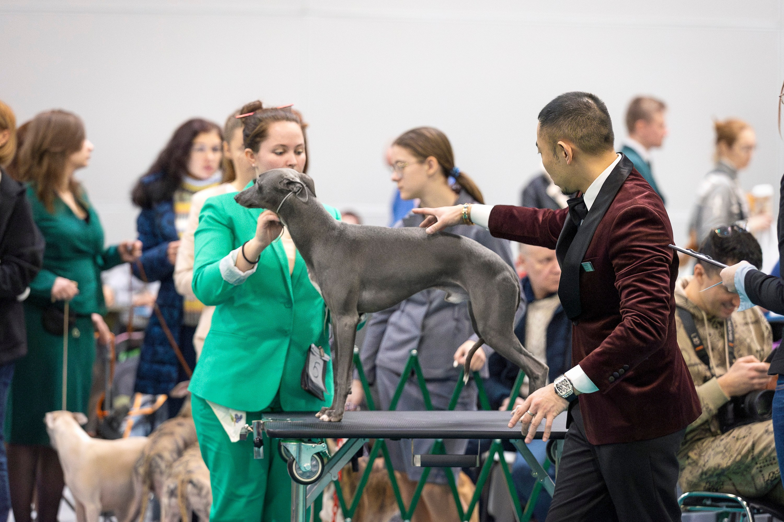 Крокус 10.02. Фотограф анималист, семейный фотограф, фотограф собак Комратова Мария. г. Москва