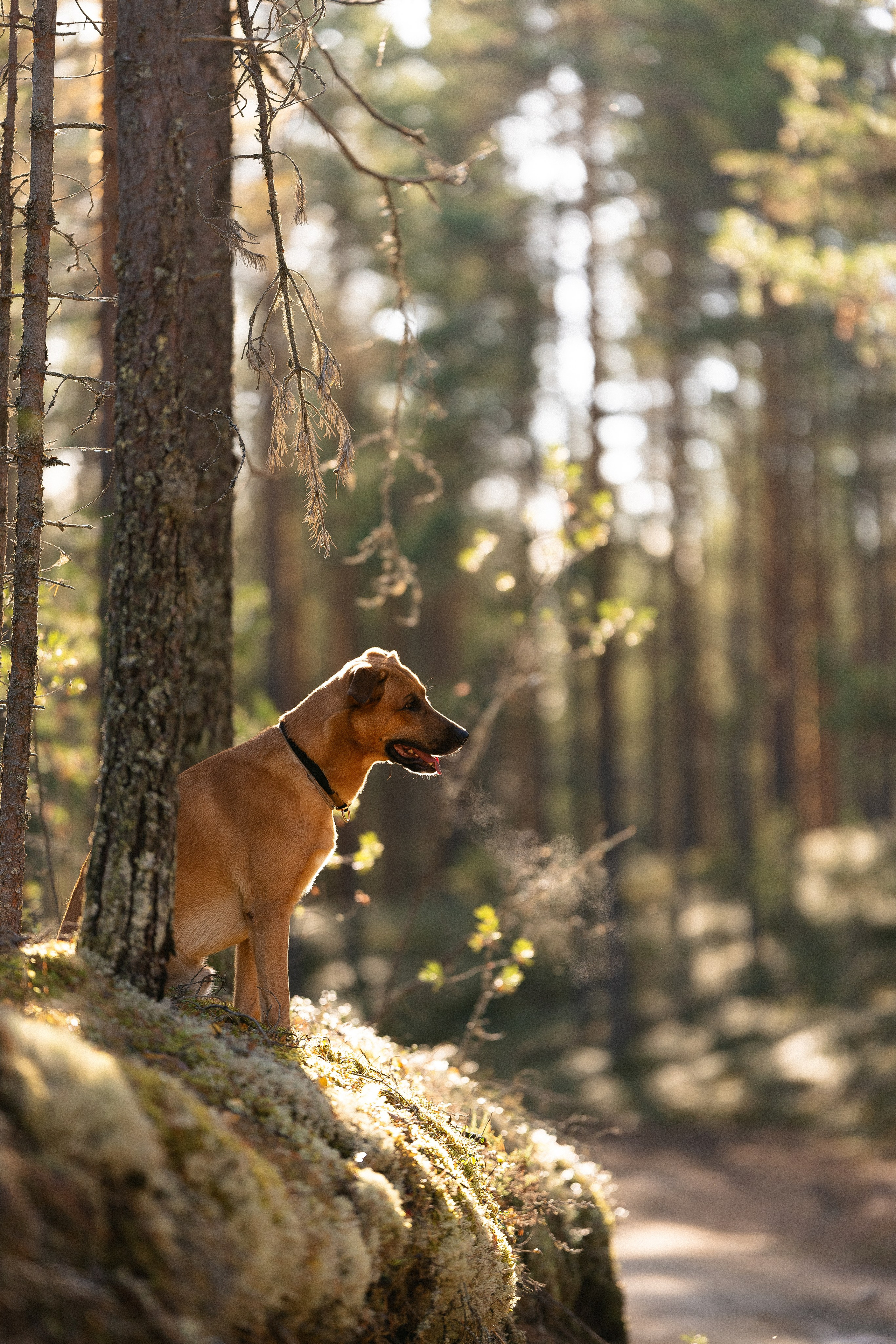 Karelia. Фотограф и видеограф анималист Аганина Дарья