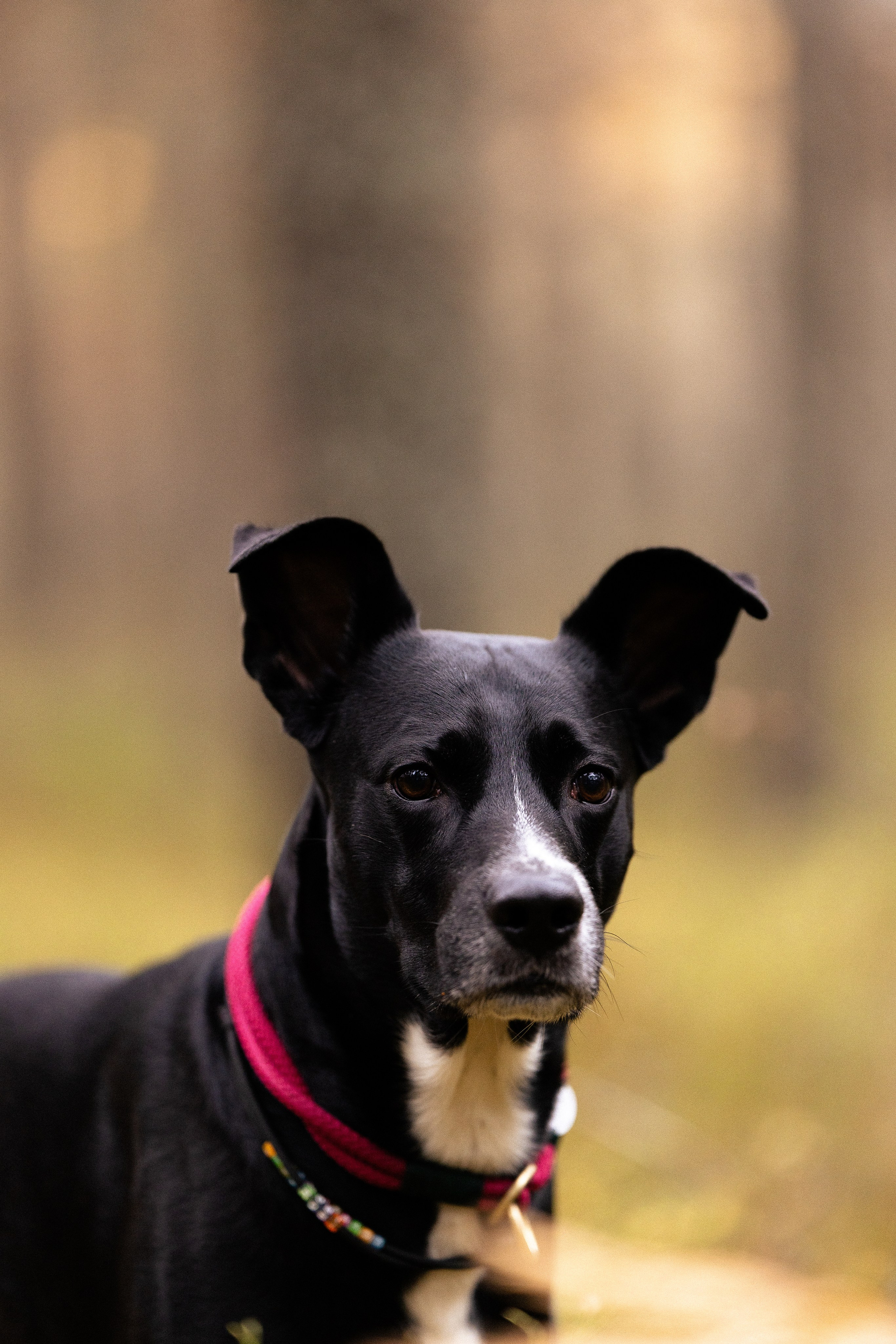 Karelia. Фотограф и видеограф анималист Аганина Дарья