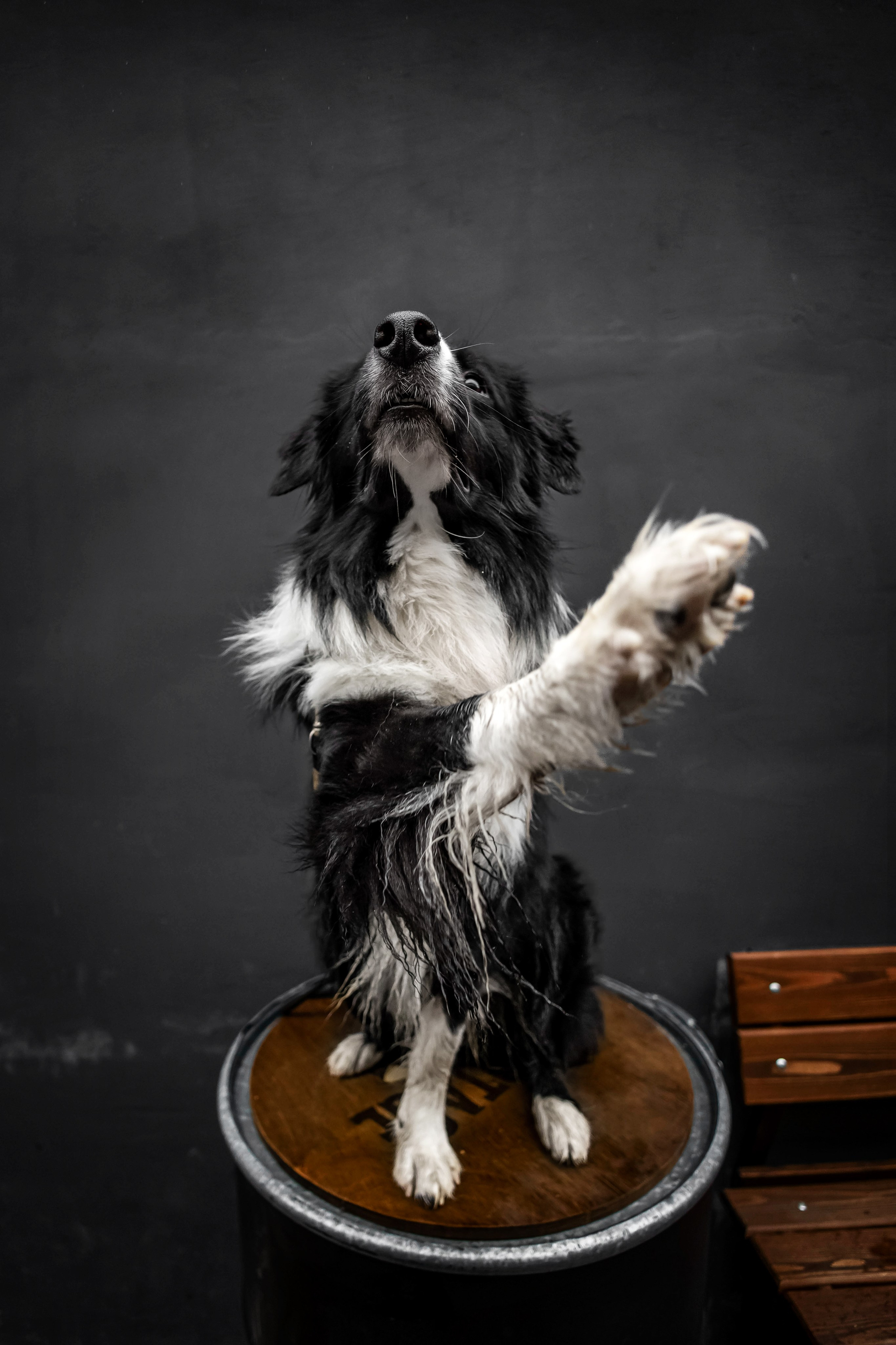 Мария и Пампкин. Https://moshkovaphoto.ru/