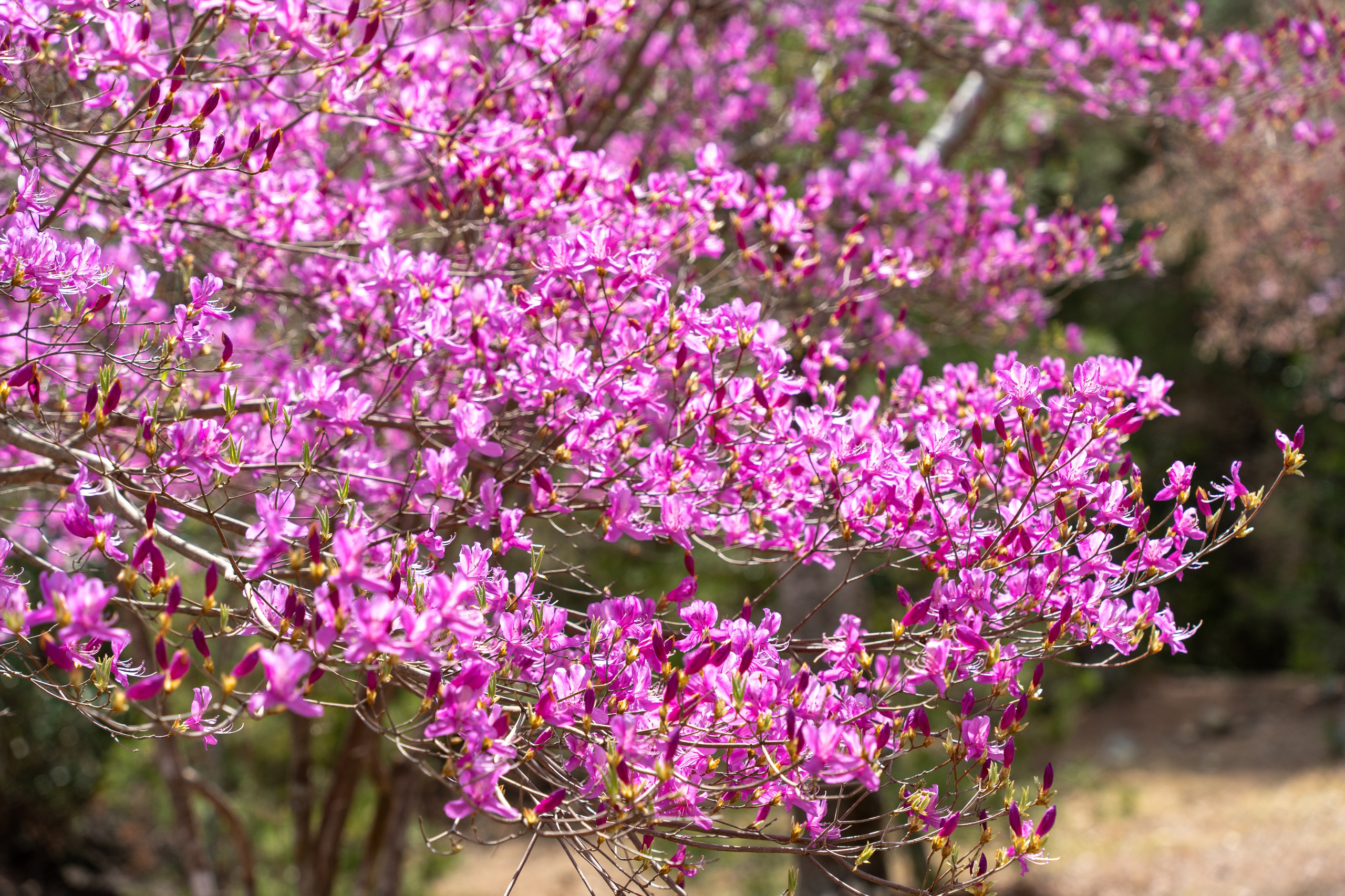 Япония, сакура. Творческие сьемки