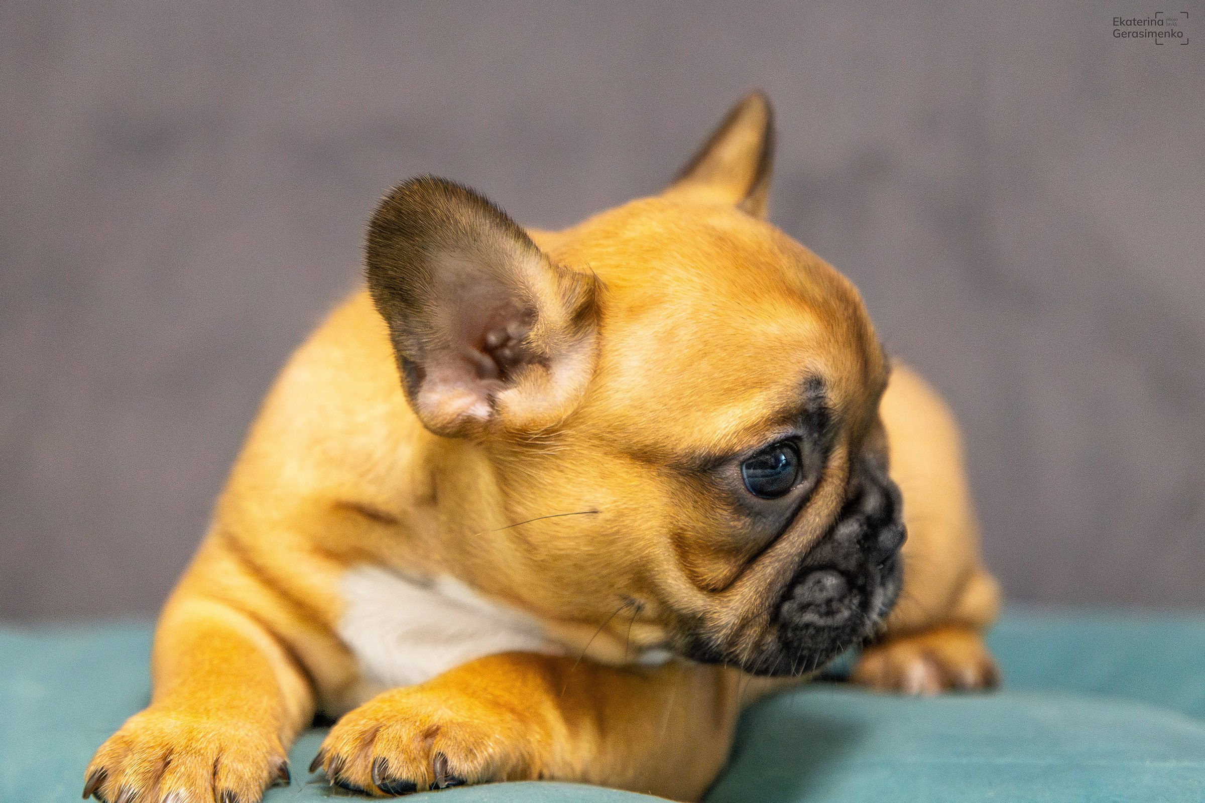 Щенки французского бульдога. Htykk_photo