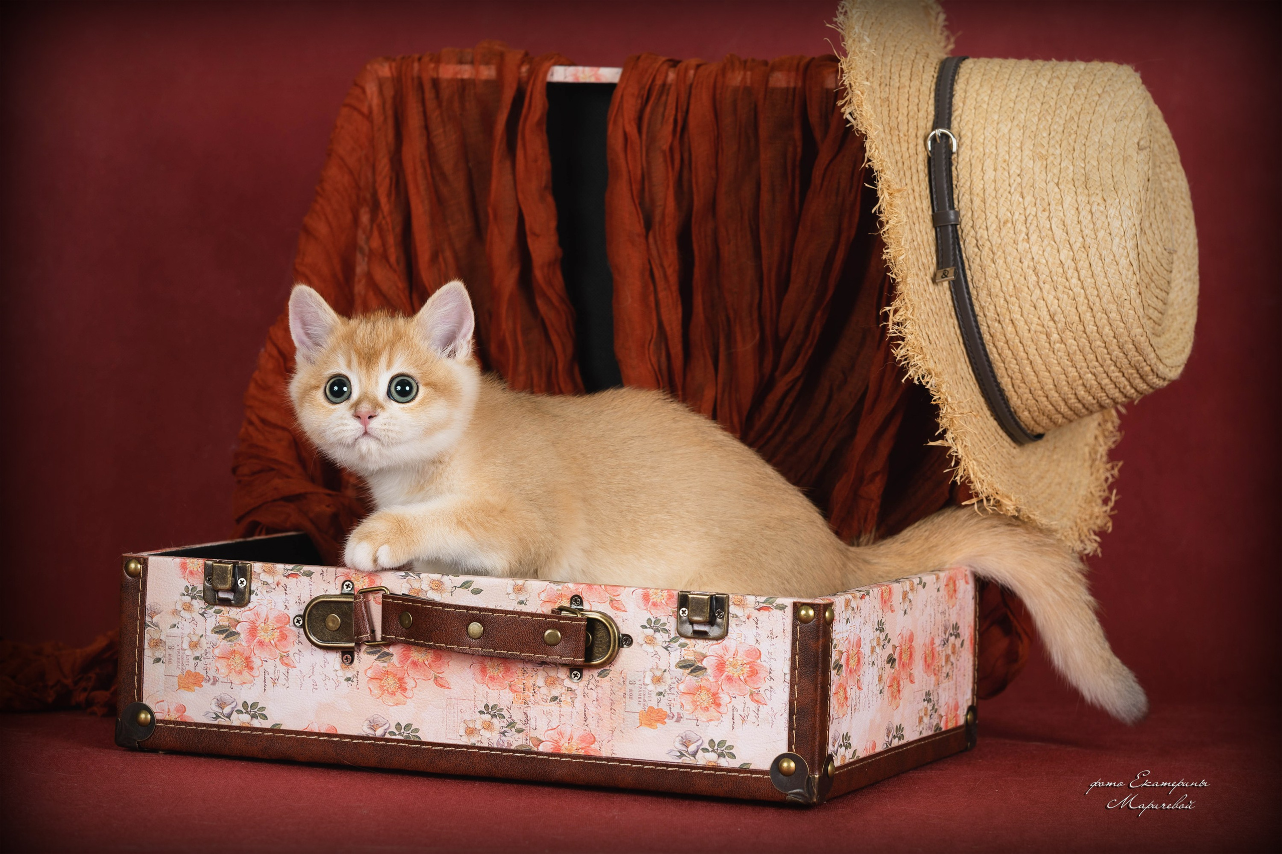 Галерея котят. Фотограф-анималист в Омске Екатерина Маричева