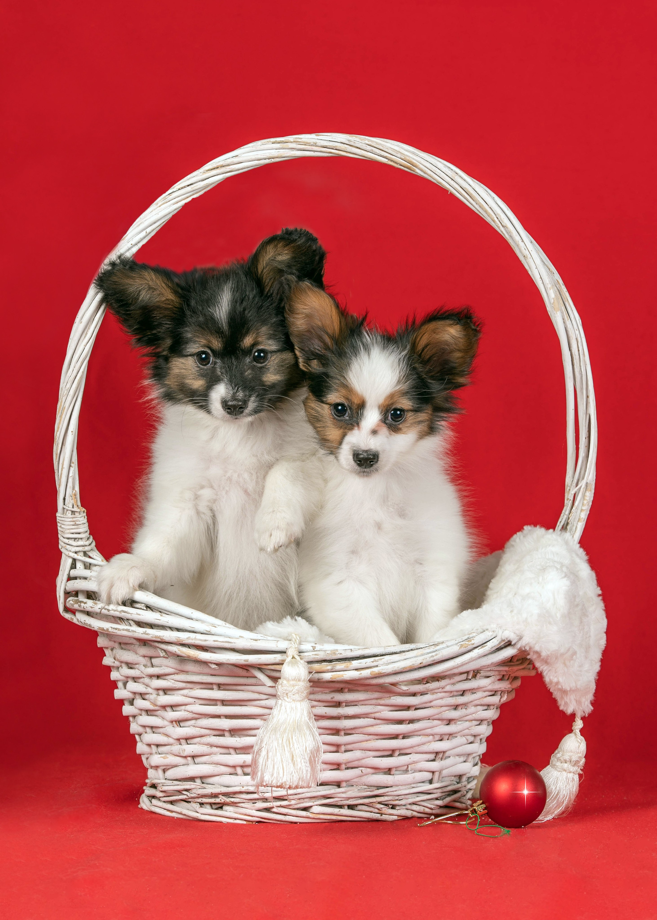 Галерея щенков. Фотограф-анималист в Омске Екатерина Маричева