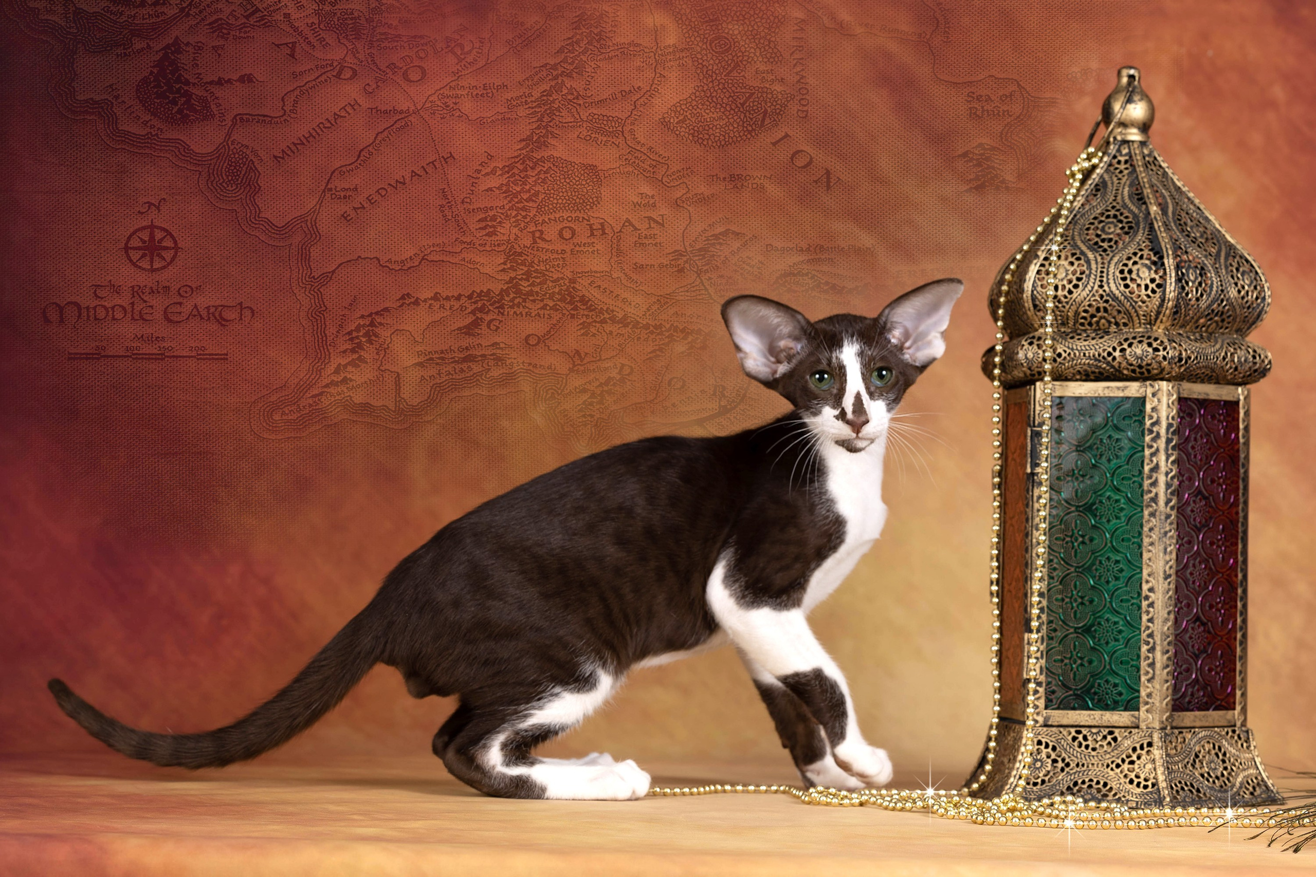 Галерея котят. Фотограф-анималист в Омске Екатерина Маричева