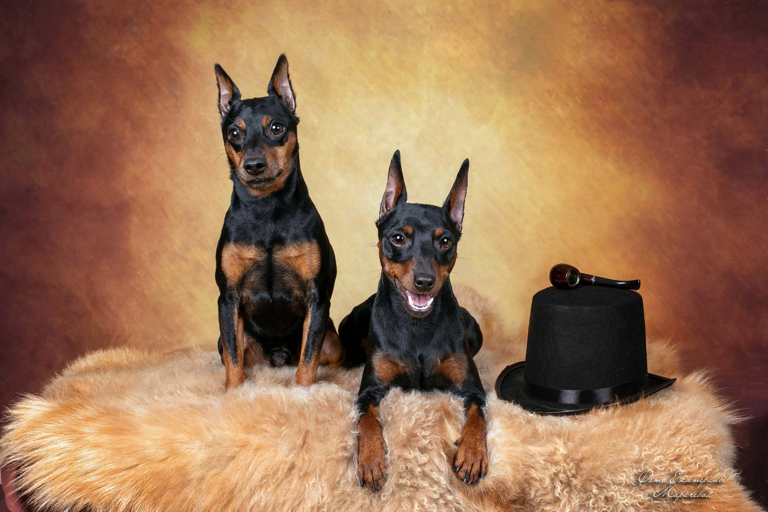 Коричневые фоны. Фотограф-анималист в Омске Екатерина Маричева