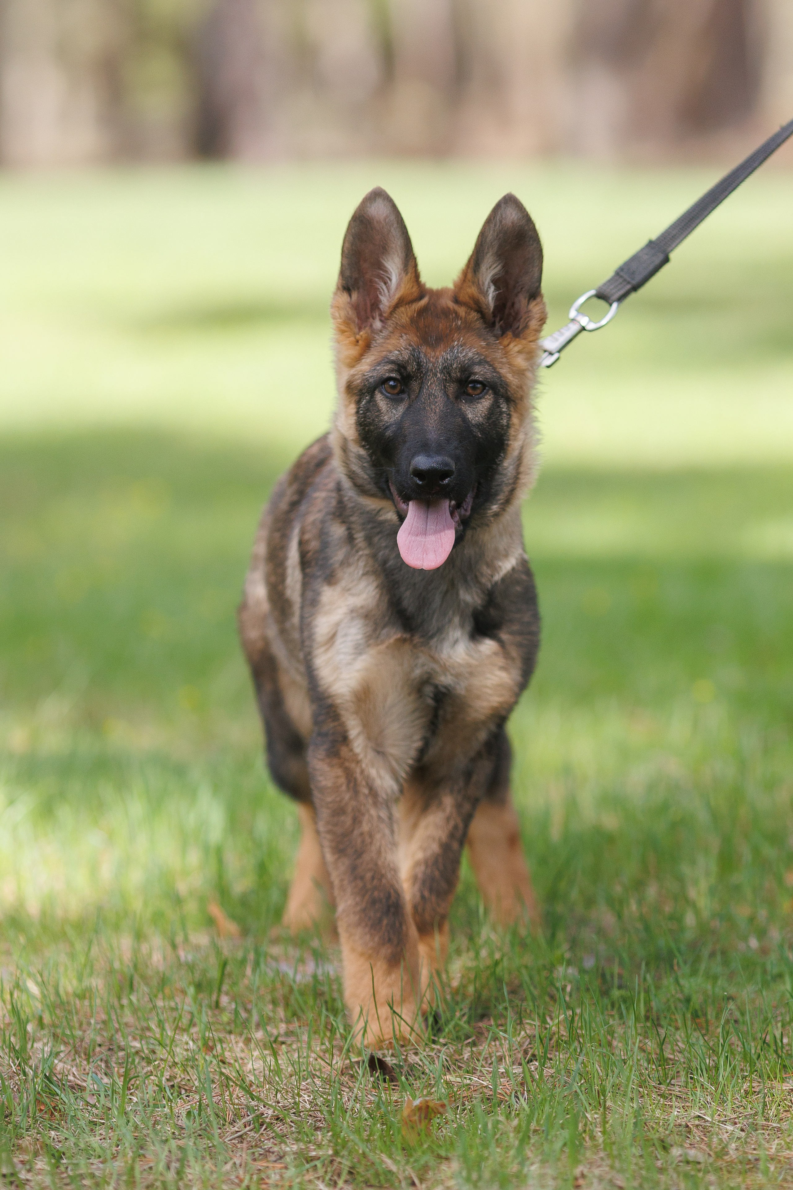 Фотосъемка собак для питомника немецких овчарок. Репортажный фотограф Борис Геер