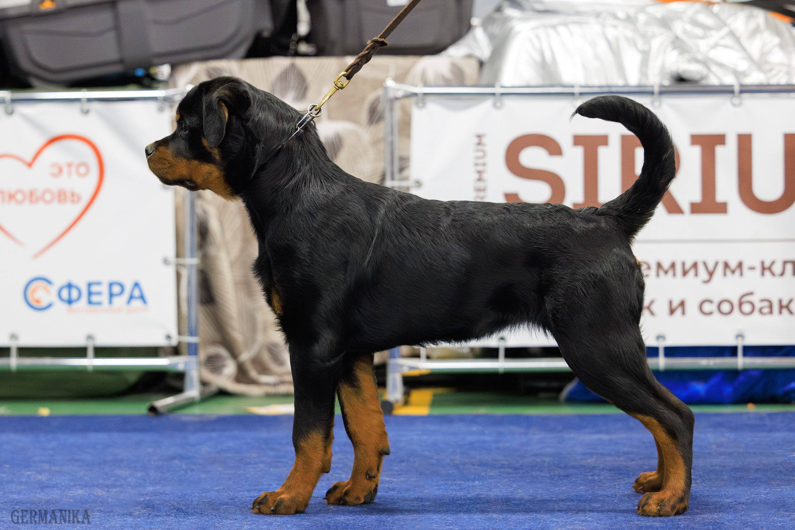 Сфера 08 и 10.03.2024 2хмоно ротвейлеров+2хмоно сао. Фотограф-анималист Юлия Германика