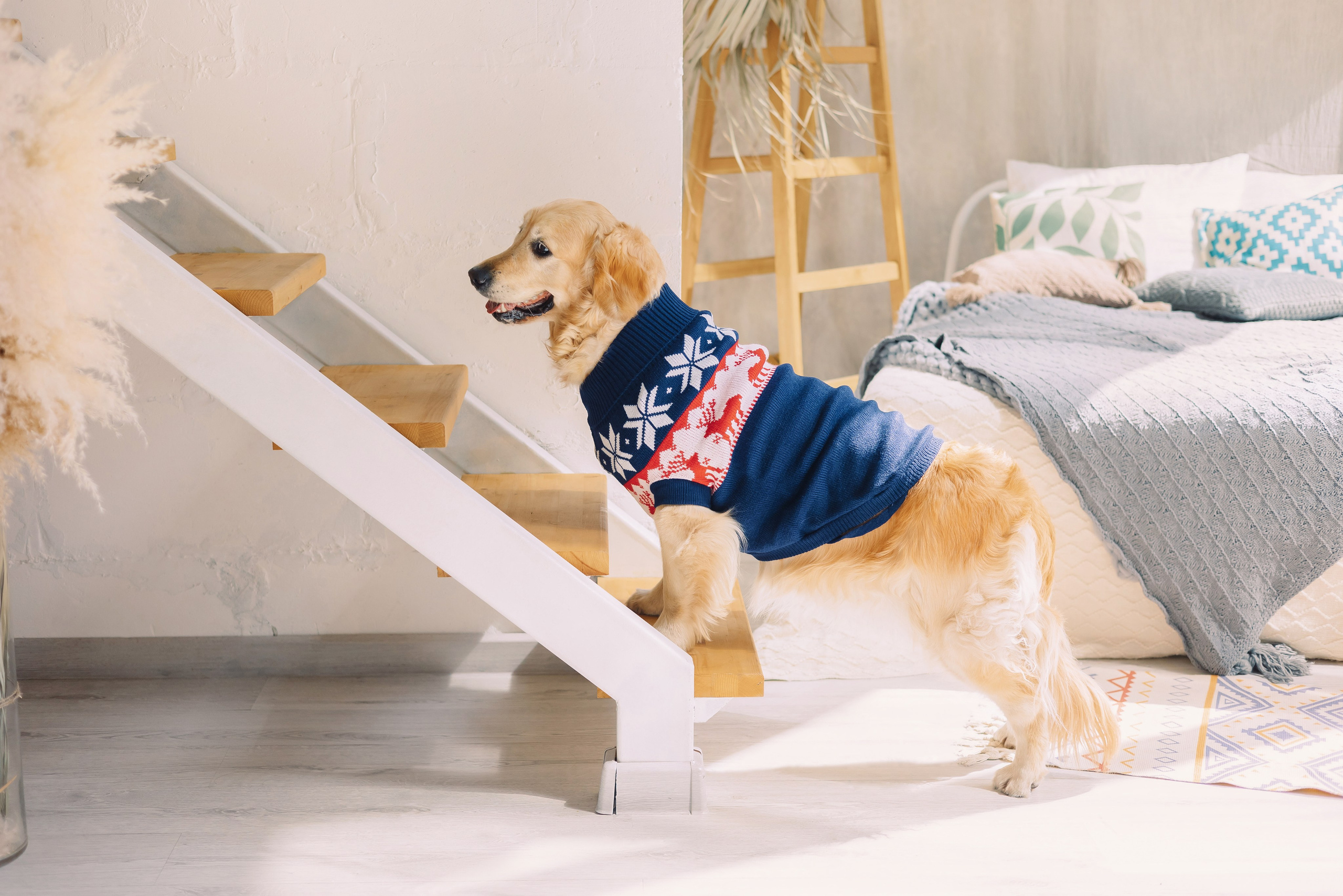 Магазин Friend of mine. Фотограф-анималист Елена Радченко, Москва