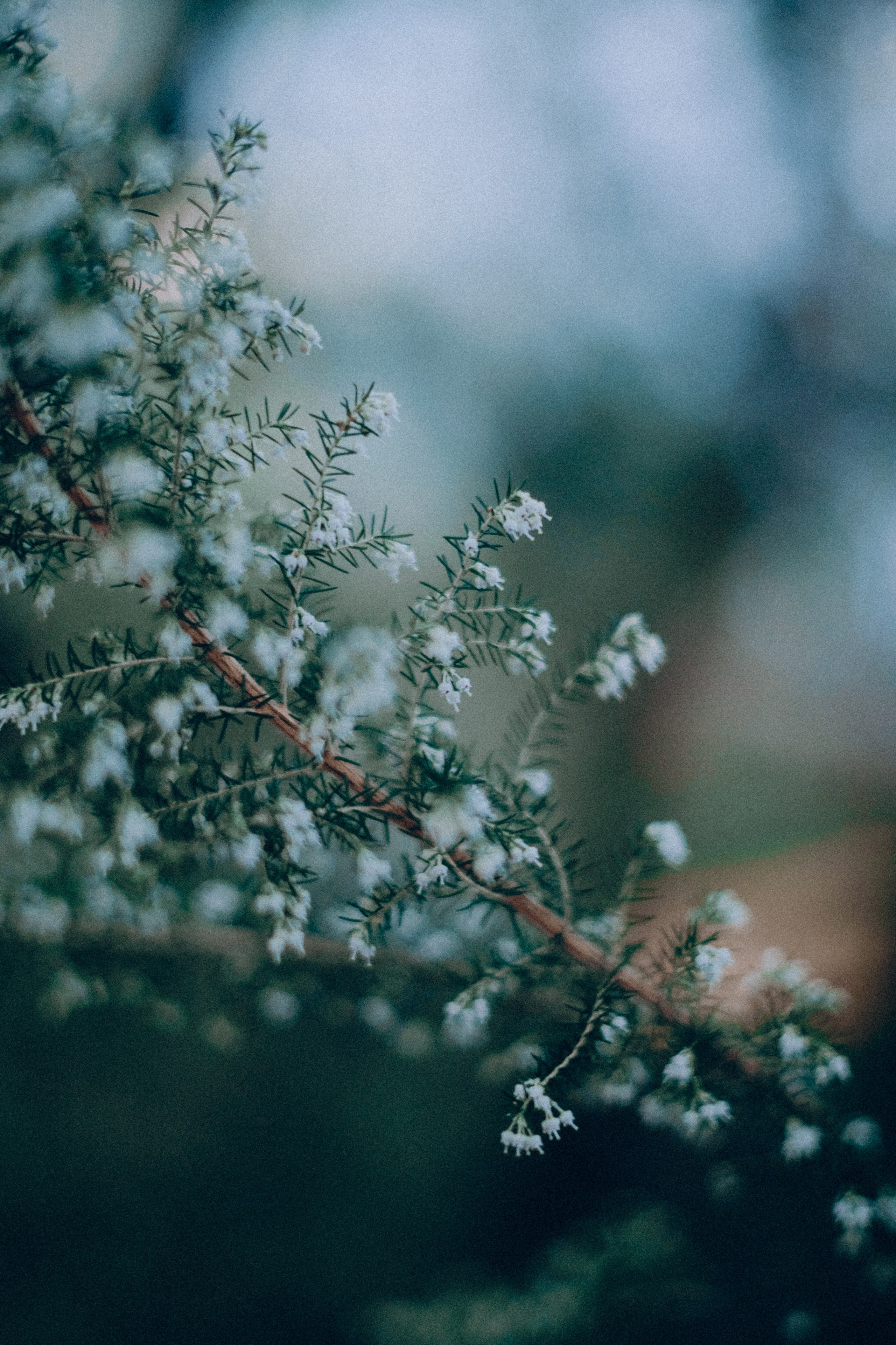 Botanical. Портретный и свадебный фотограф в Москве и Санкт-Петербурге. Учитель фотографии онлайн и оффлайн