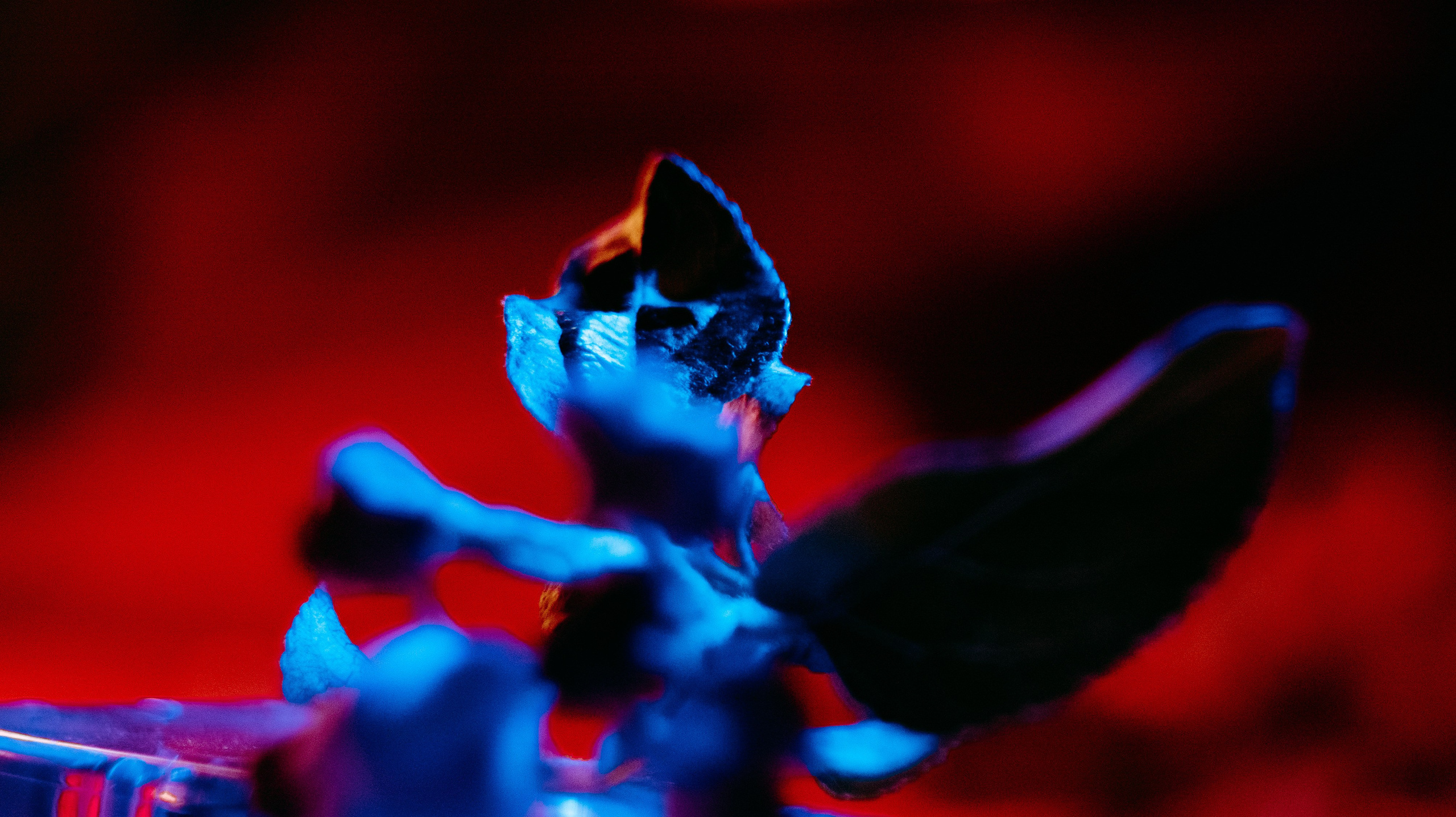 Photographer Zoya Smirnova