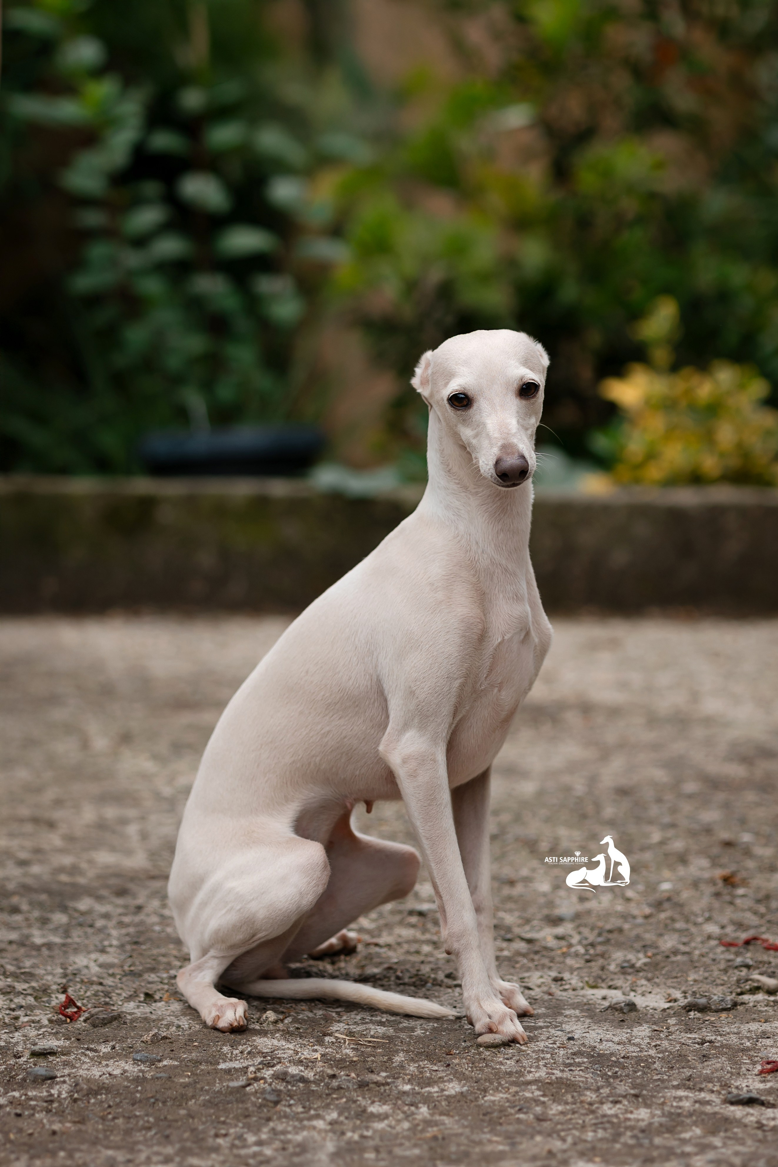 Asti Sapphire Yaasiina Laysan Cerulian. Professional Italian Greyhound Kennel RKF/FCI ASTI SAPPHIRE 💎 Sochi|St. Petersburg