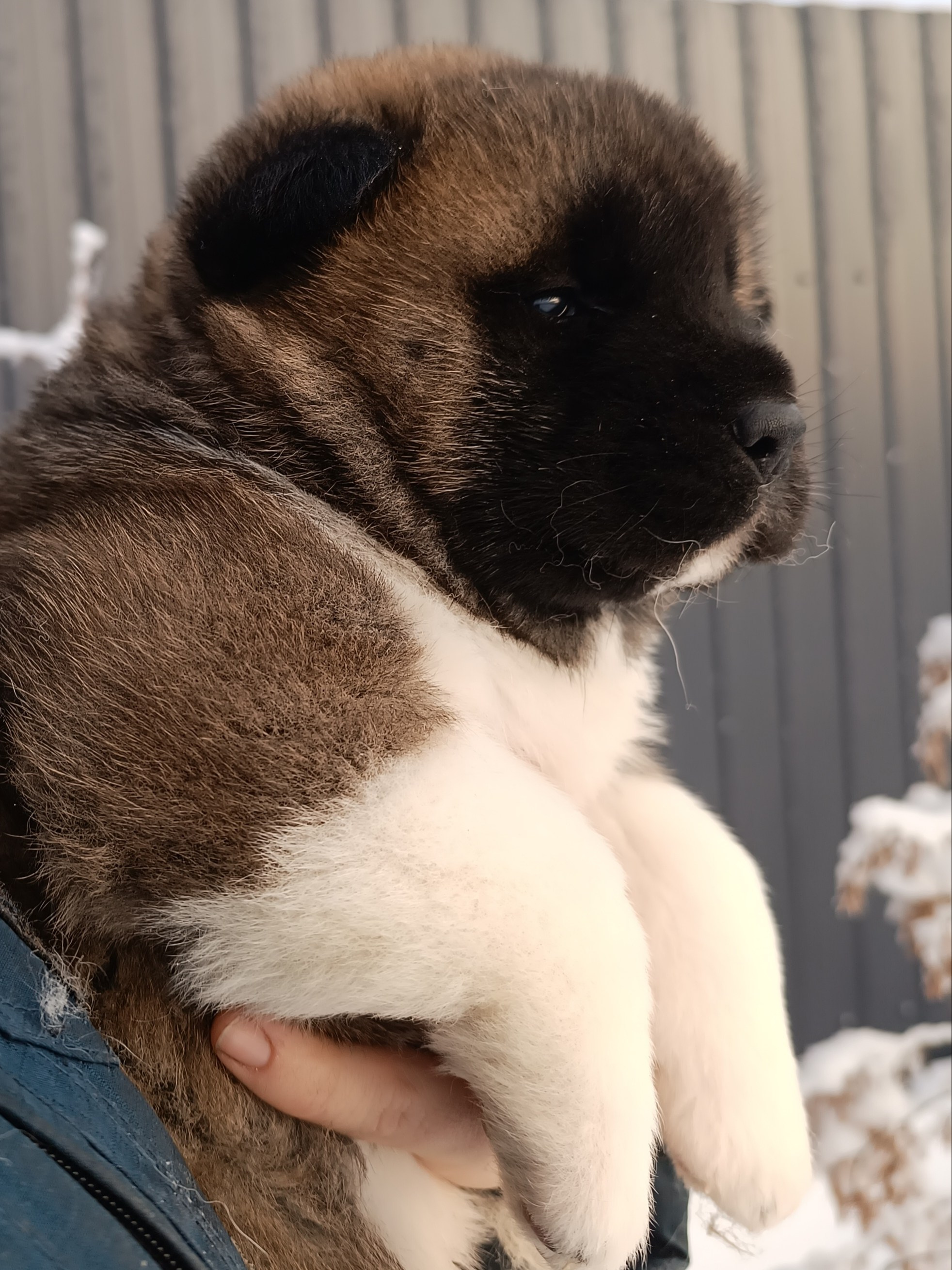 Rubylight Cirrus. Американская акита I Сиба ину I Питомник RUBYLIGHT