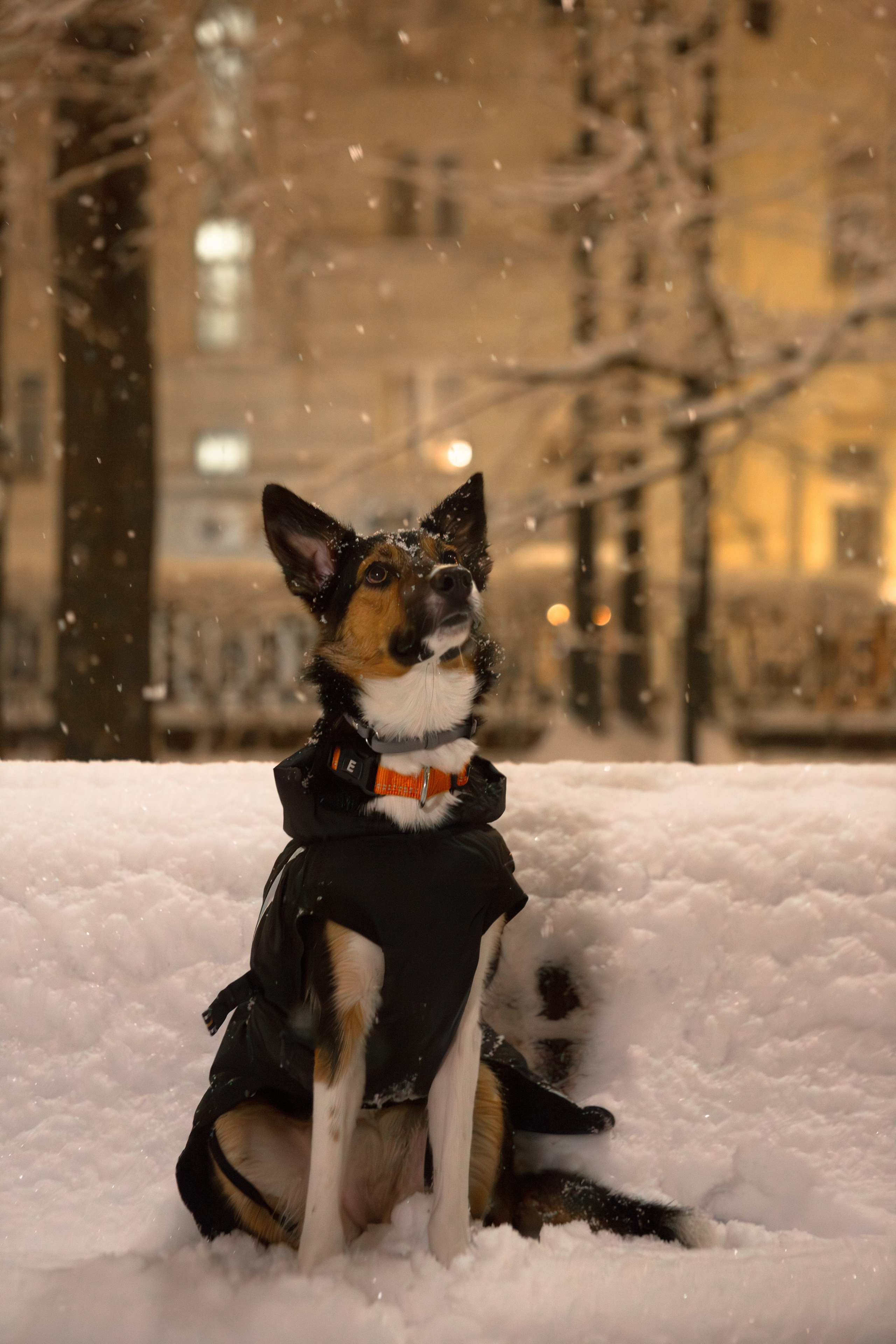 Йоль и Паля. Фотограф-анималист в Москве, МО и Владимире