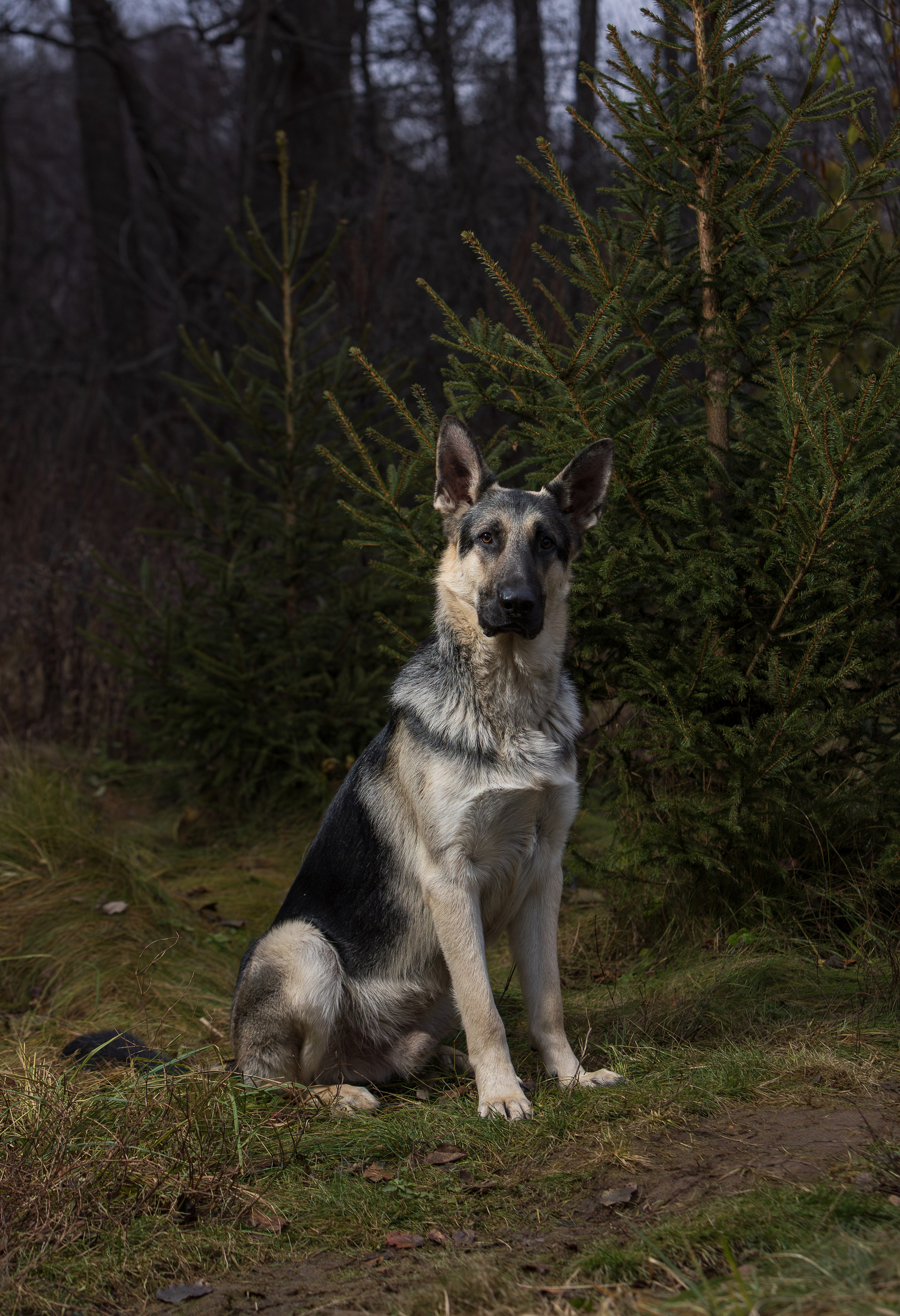 Корги и ВЕО осенью. Фотограф-анималист в Москве, МО и Владимире
