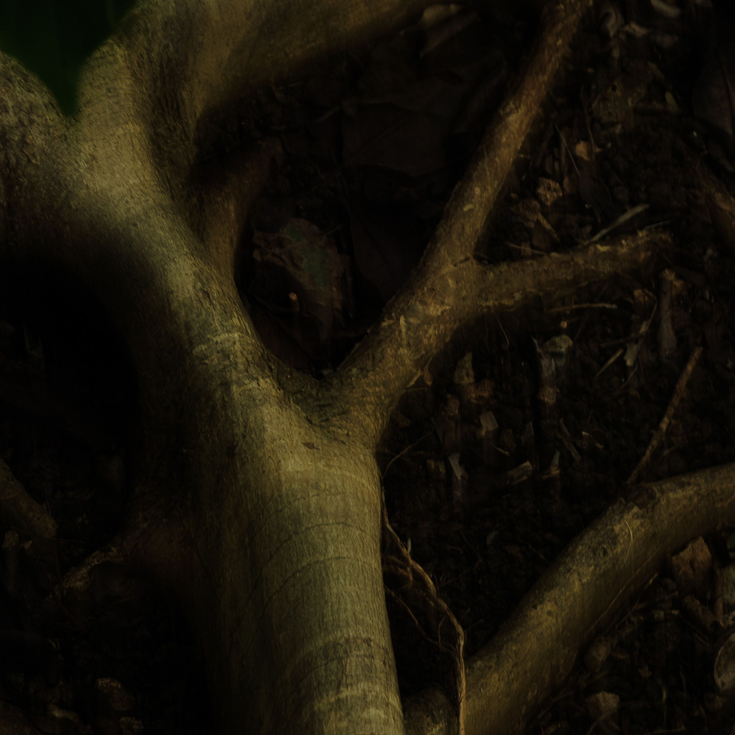 Momotus Azul. Margarita Rodionova — a contemporary lens-based artist currently working in Cancun, Mexico