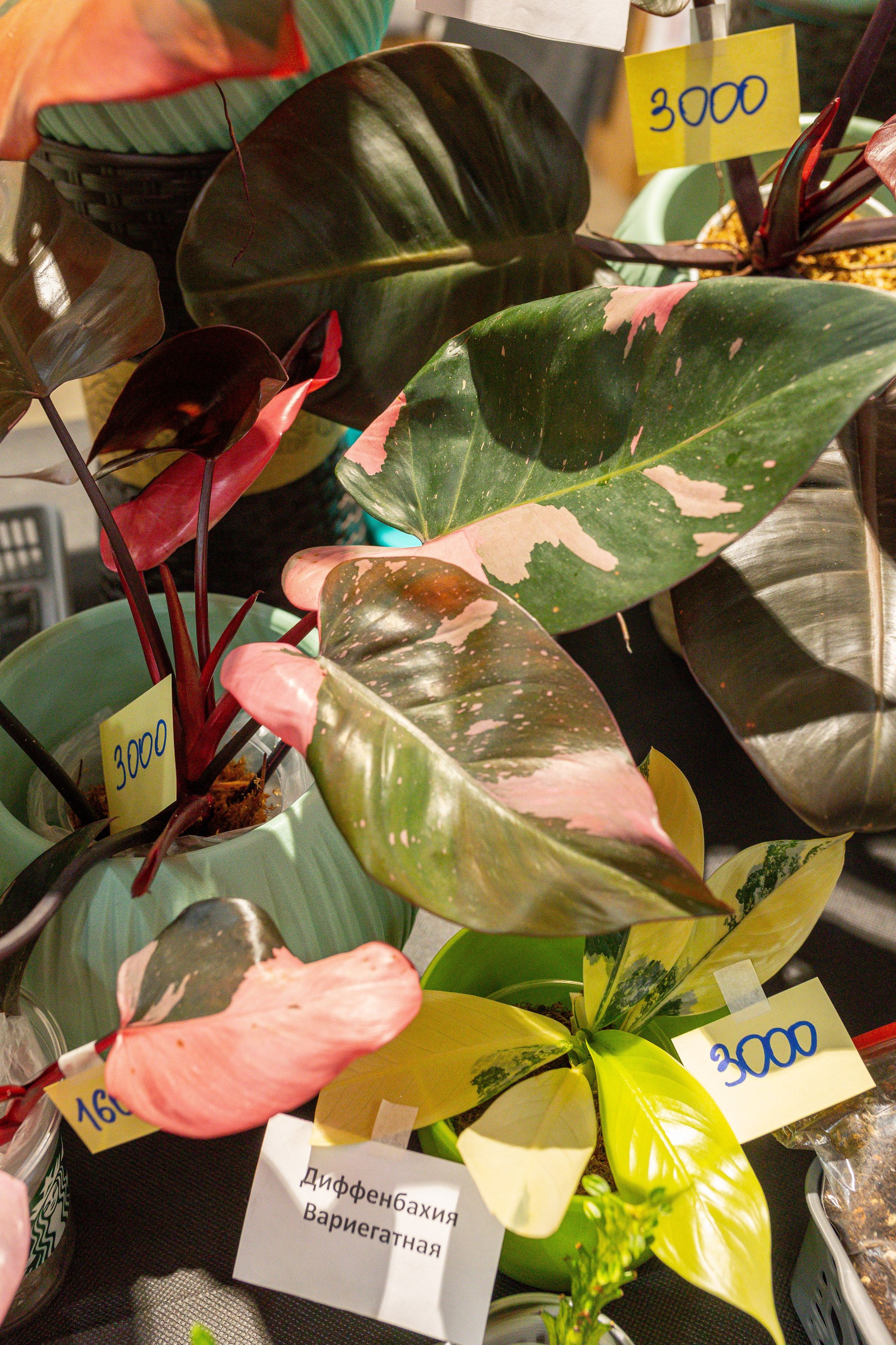 Ярмарка Green Rare 20.09.25. Александра Куликова фотограф, Москва