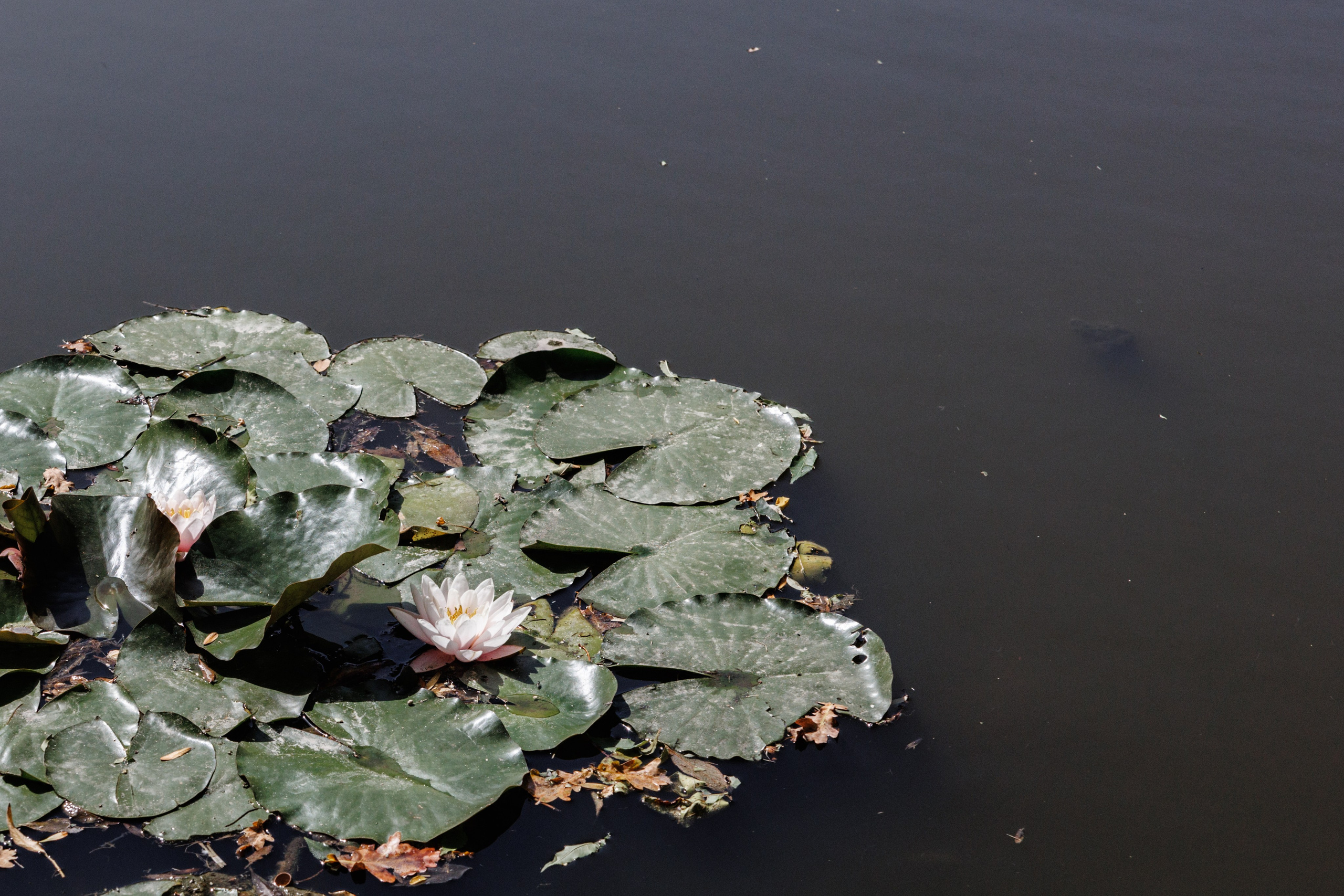 Денис и Диана. Фотограф Ставрополь Петр Голубенко