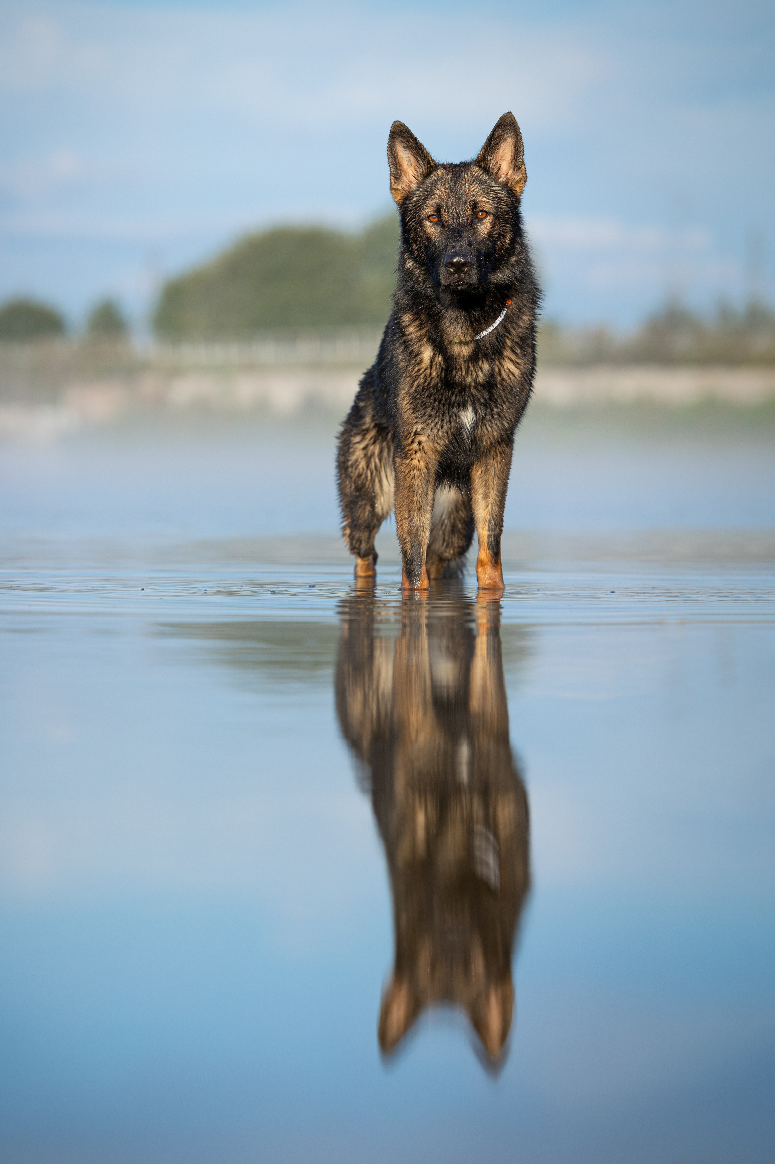 Немецкие овчарки Кетчер и Роскошь. Фотограф-анималист Natalia Deingel | Фотосъемка собак в Москве