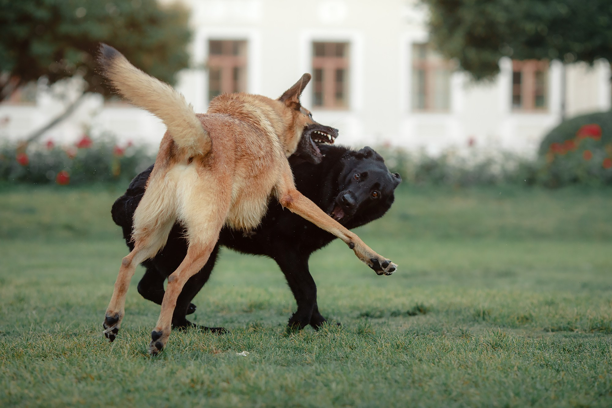 Алена, Кай и Мара. Фотограф-анималист Mary Mart — Москва, Питер
