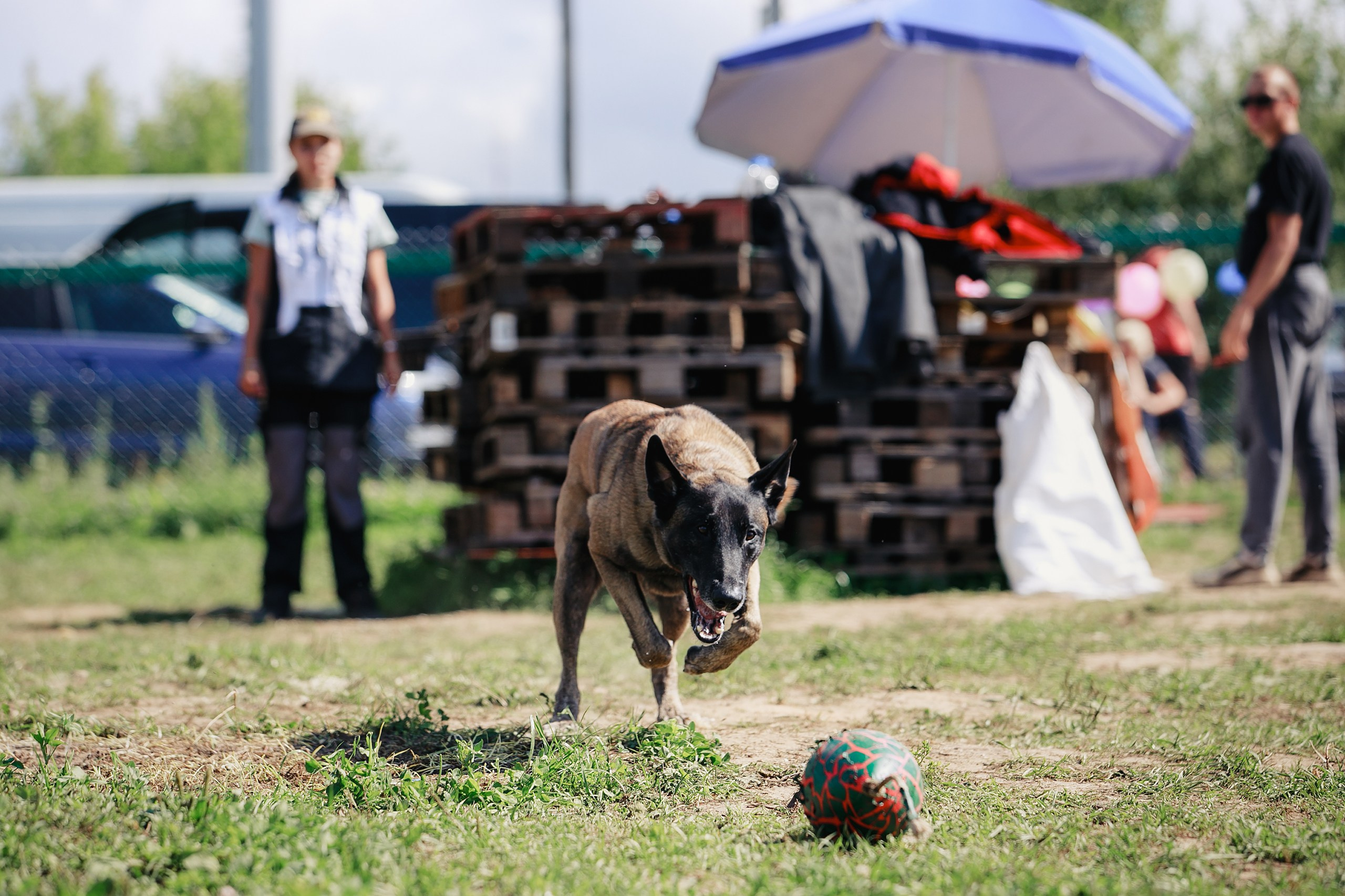 Мондьоринг М1, М2, М3, Вологда. Фотограф-анималист Mary Mart — Москва, Питер