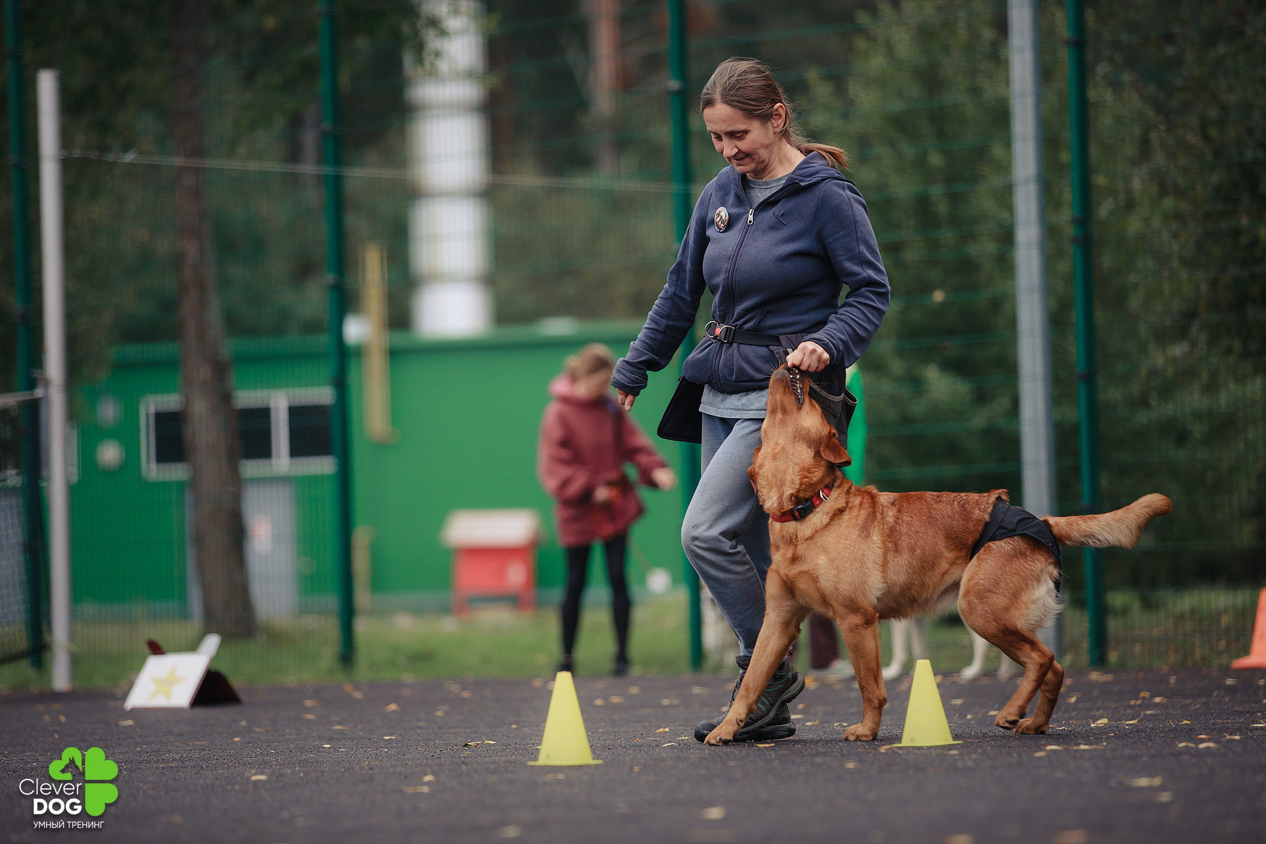 Кинологический лагерь CleverDog, 2024. Фотограф-анималист Mary Mart — Москва, Питер