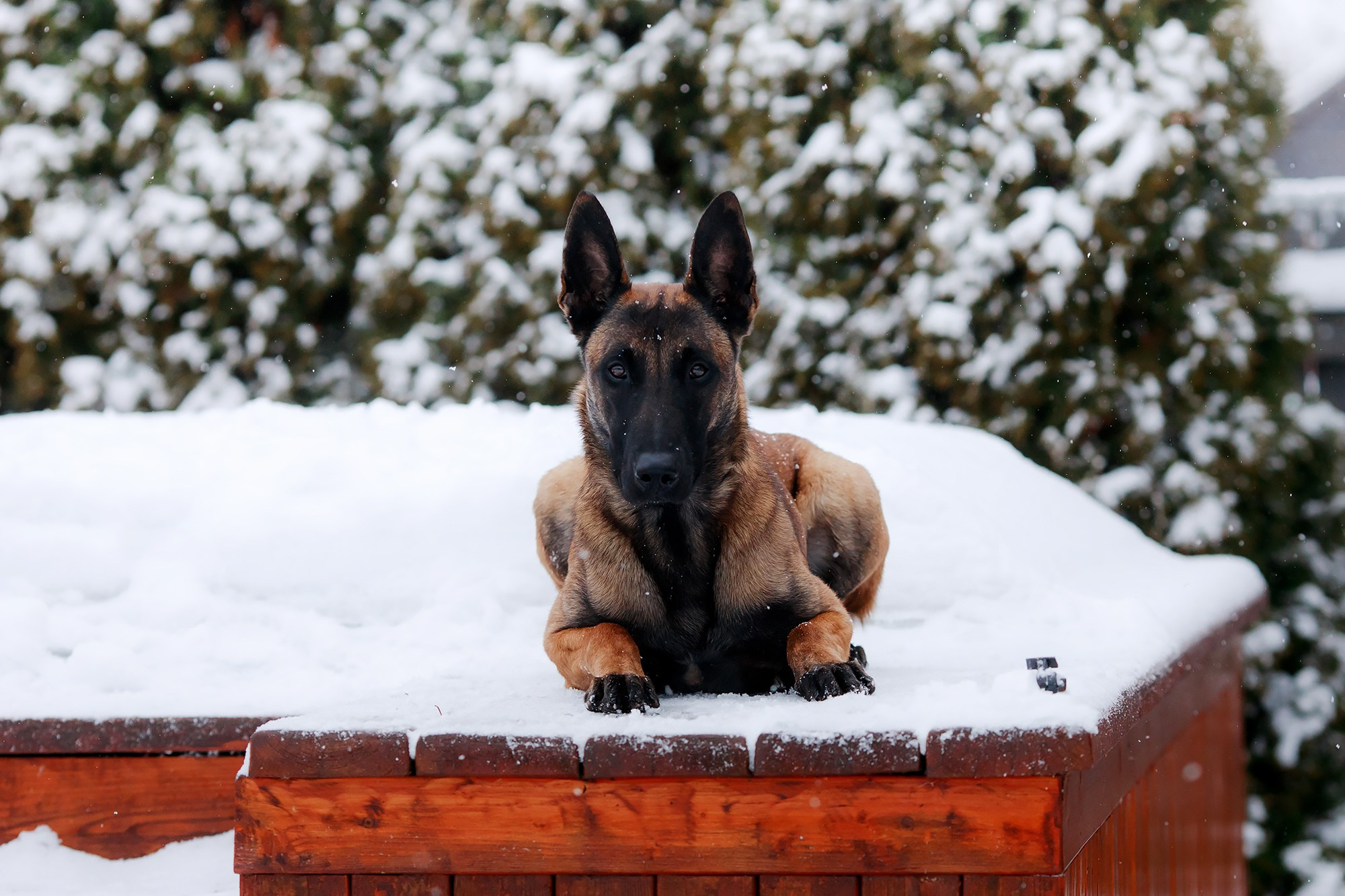 Зимние портреты. Фотограф-анималист Mary Mart — Москва, Питер