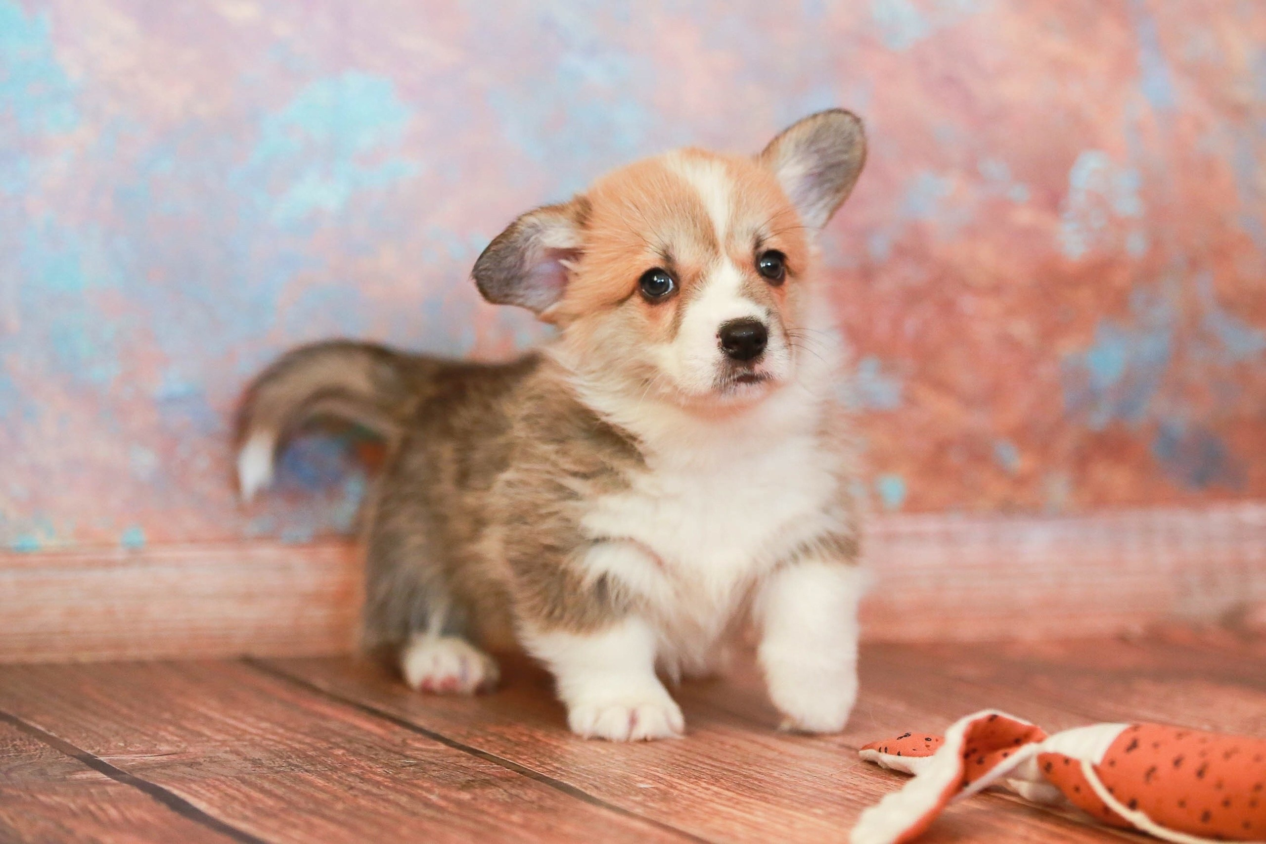 Щенки. Семейный и детский фотограф в Москве Мария Быкова