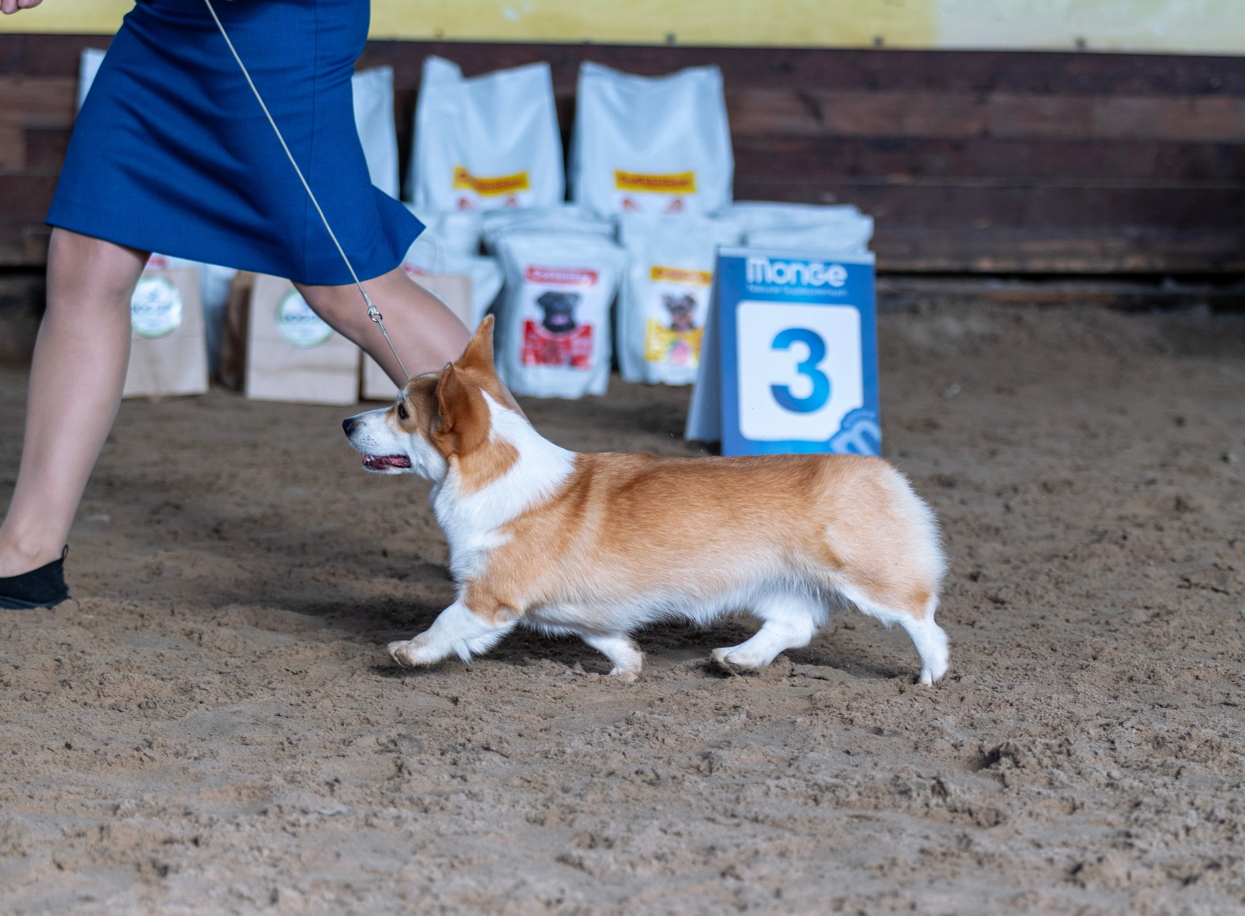 Выставки. Фотограф — анималист Татьяна Ли
