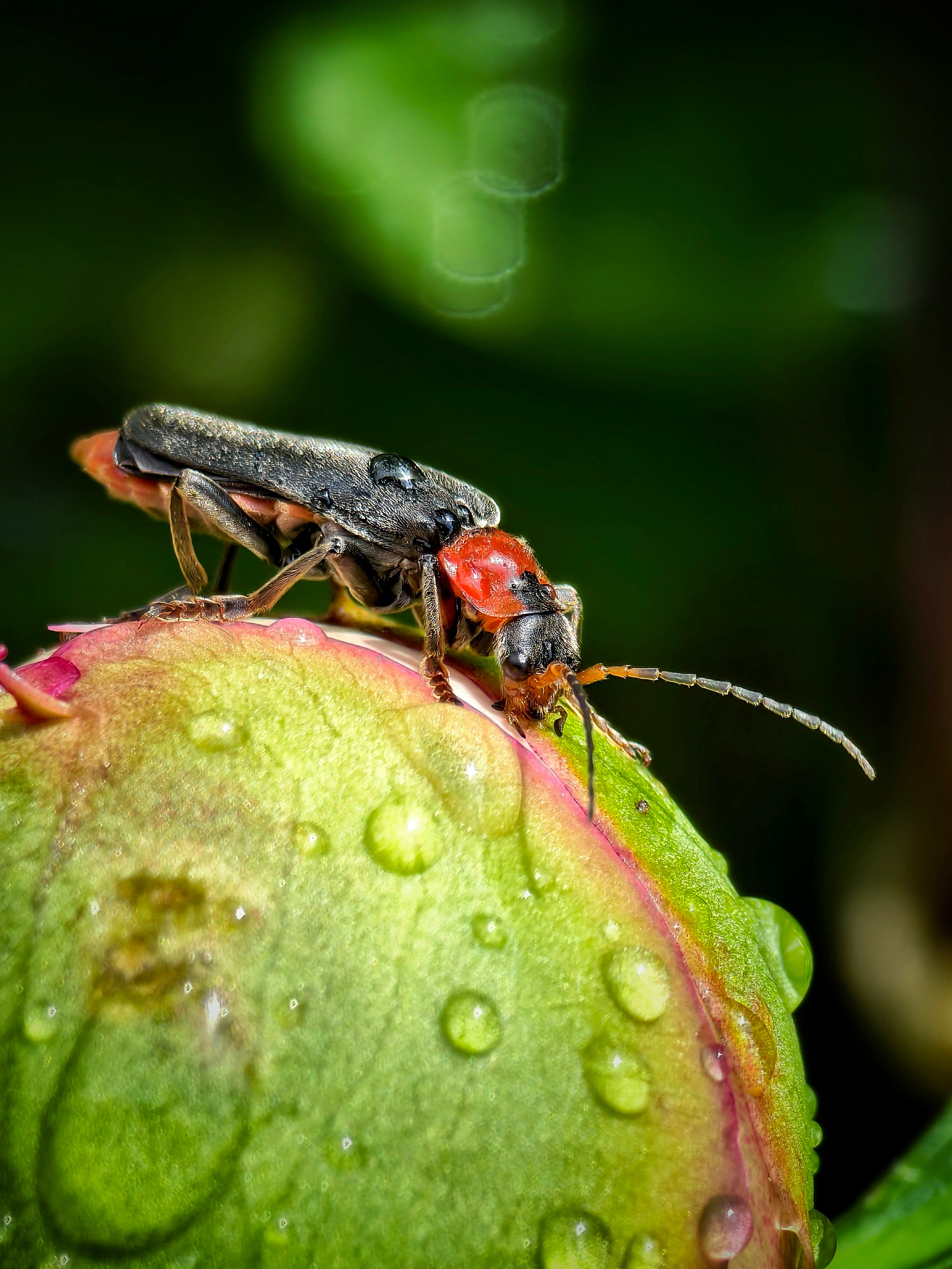 Большое в малом