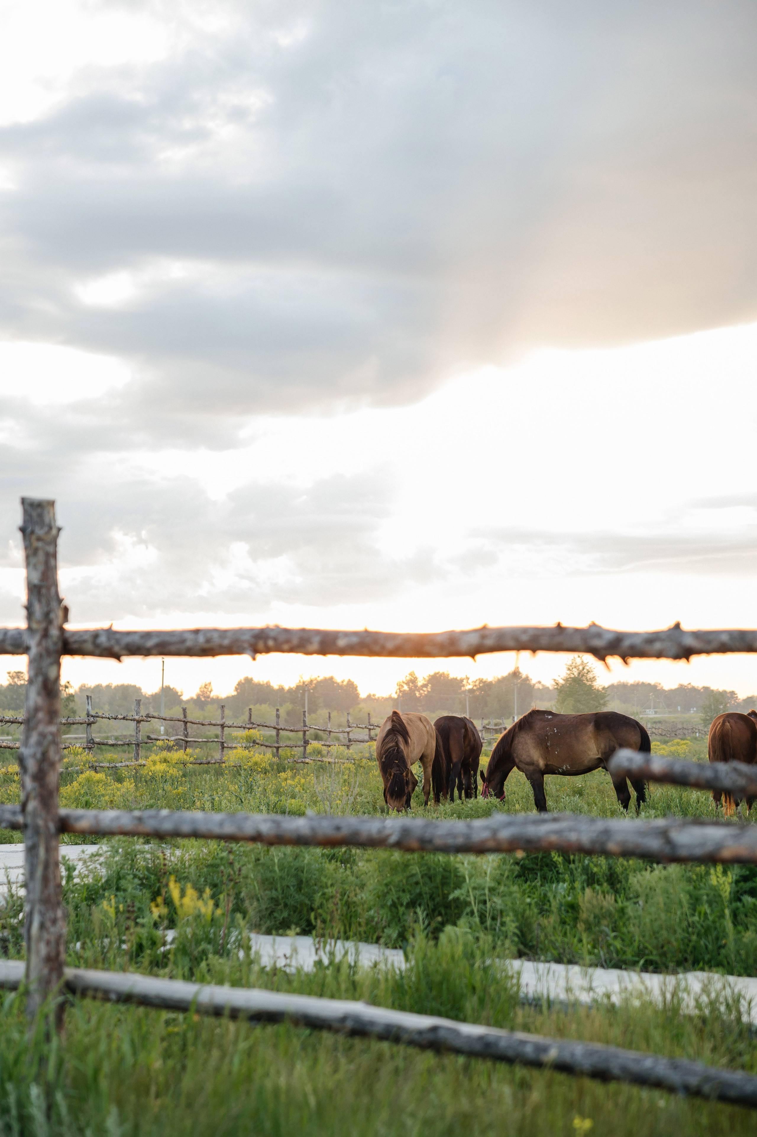 Viktor&Alina. Профессиональный фотограф в городе Астана/Алматы Даурен Сембаев