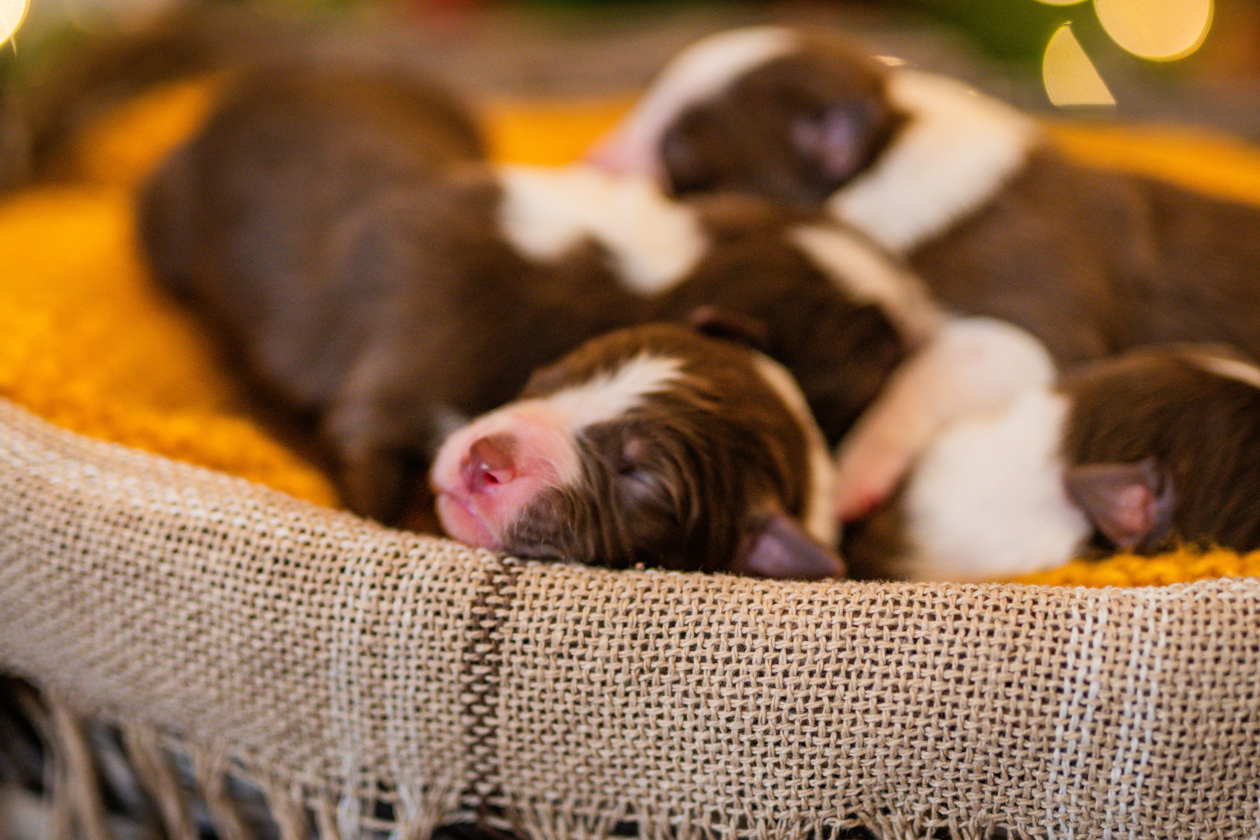 Фритсвит. Семейный фотограф Ефремова Виктория