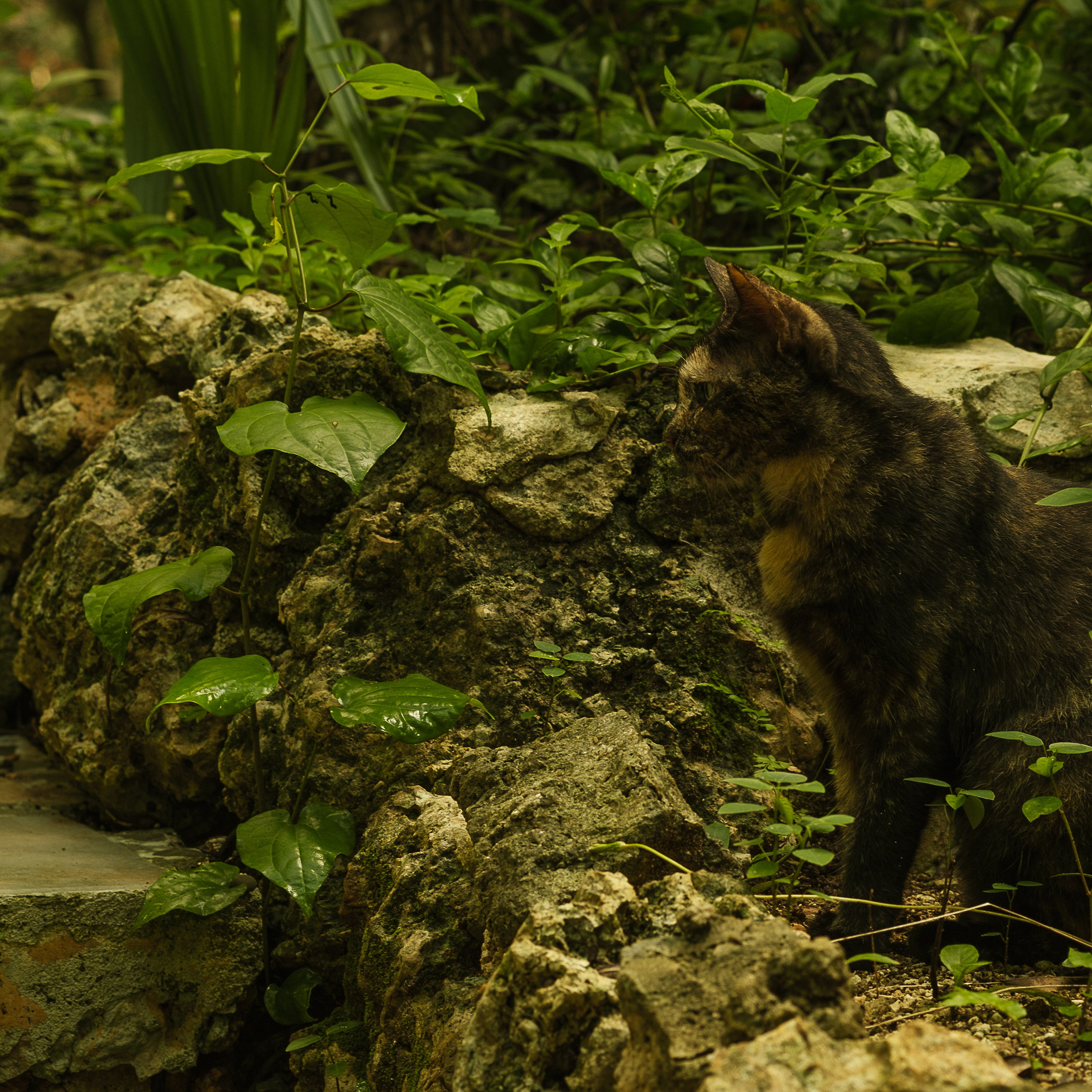 Momotus Azul. Margarita Rodionova — a contemporary lens-based artist currently working in Cancun, Mexico