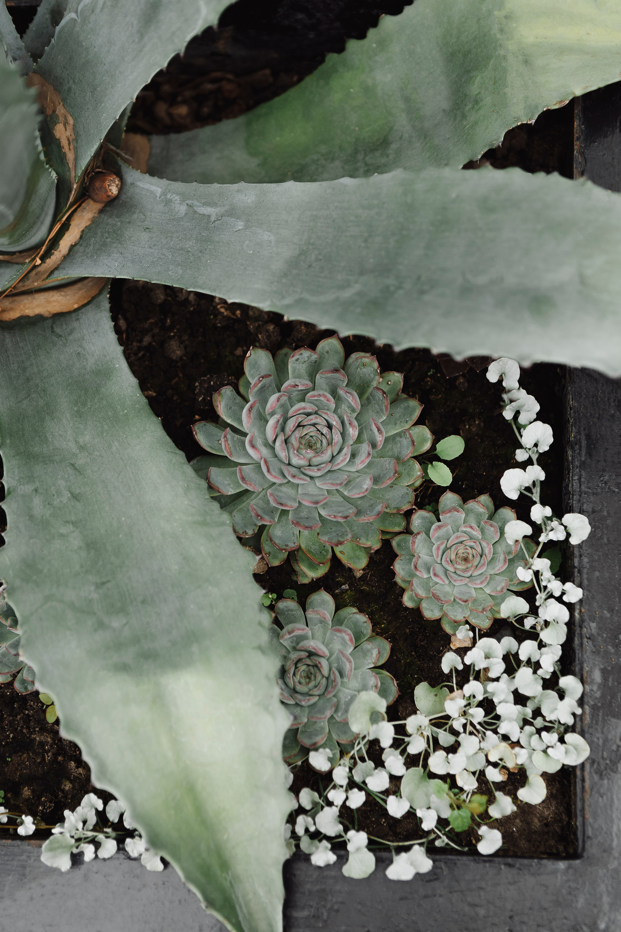 Свадьба Евгения и Светланы. Фотограф Кольчугино/Владимир/Москва Елизавета Иода