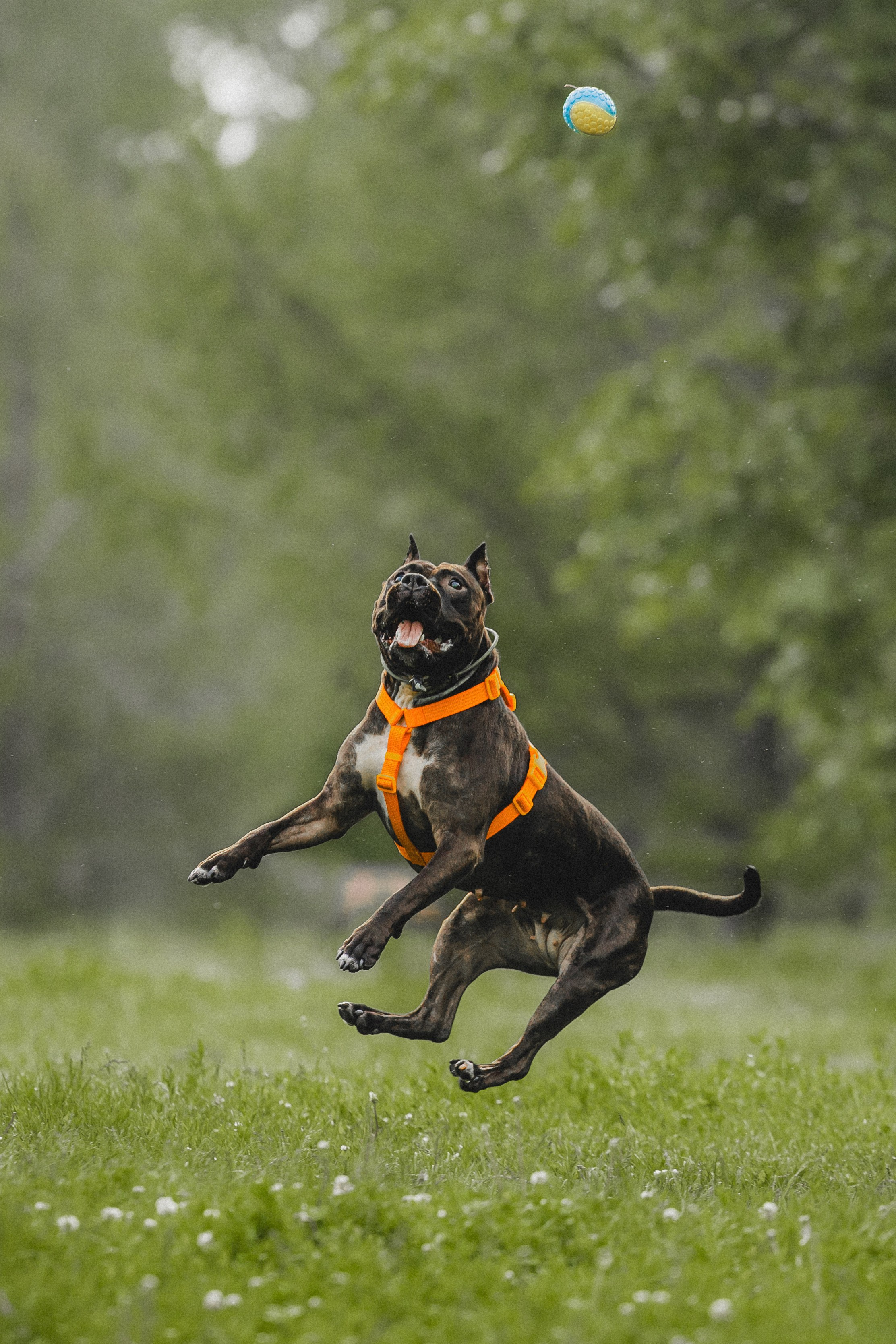 Паша, Хайди и Тея