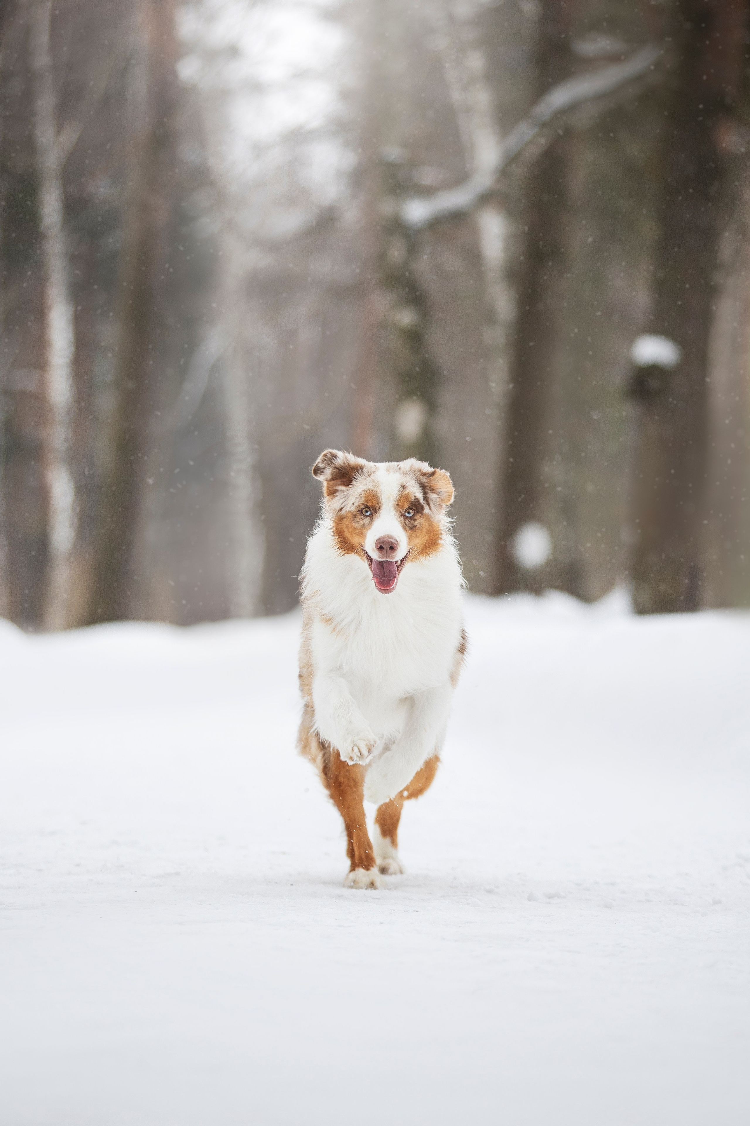 Дария, Макс, Сезам и Чили. Фотограф анималист в Москве Майорова Евгения