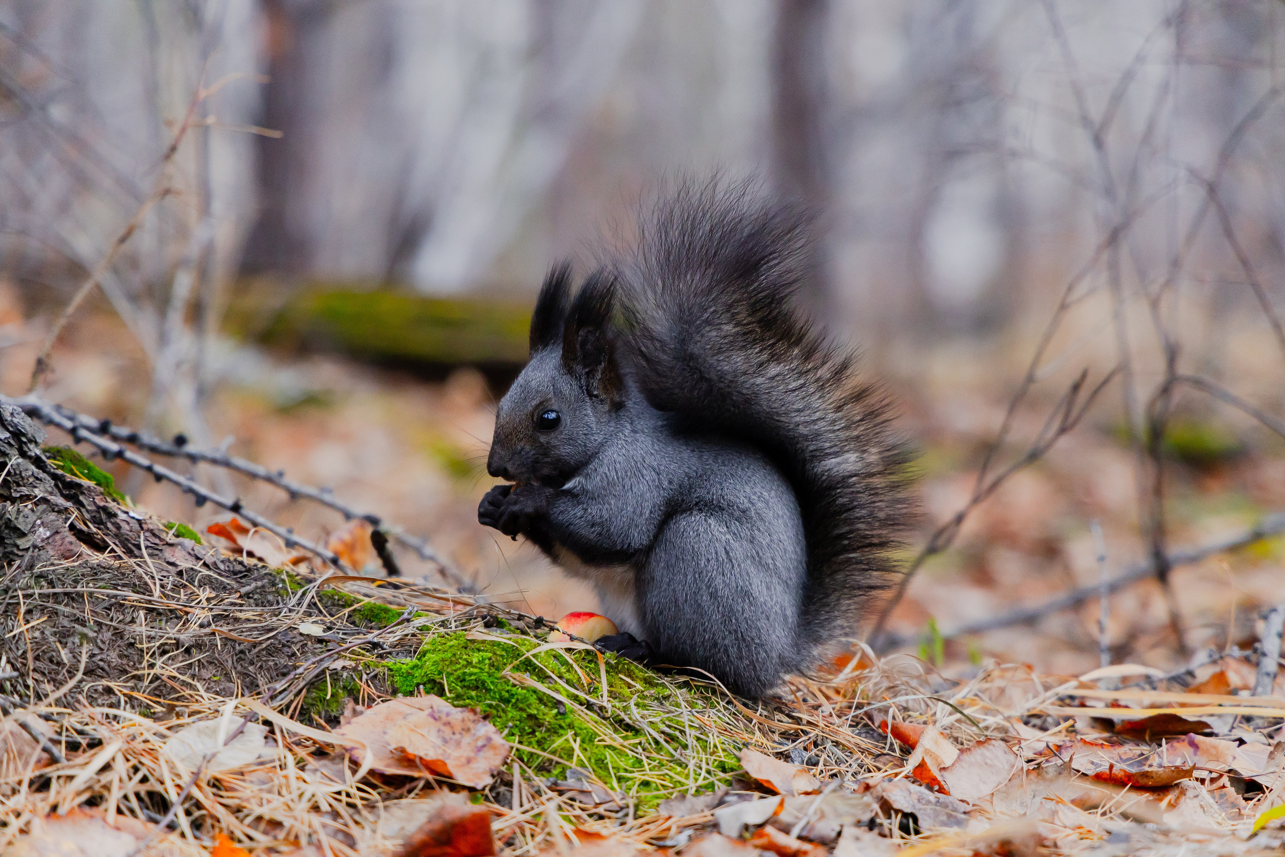 Осень в Сибири 24 год. Фотограф Братск Юлий Дежин