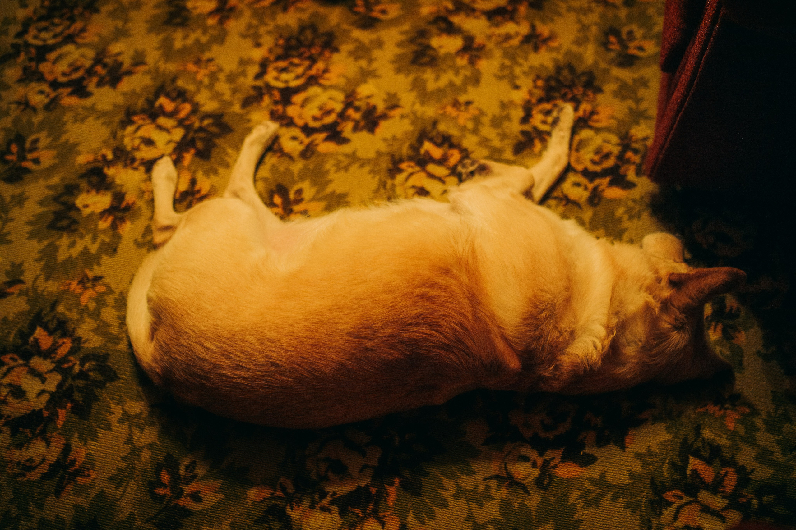 Вета. Женский семейный фотограф Тула Москва Захарова Анна