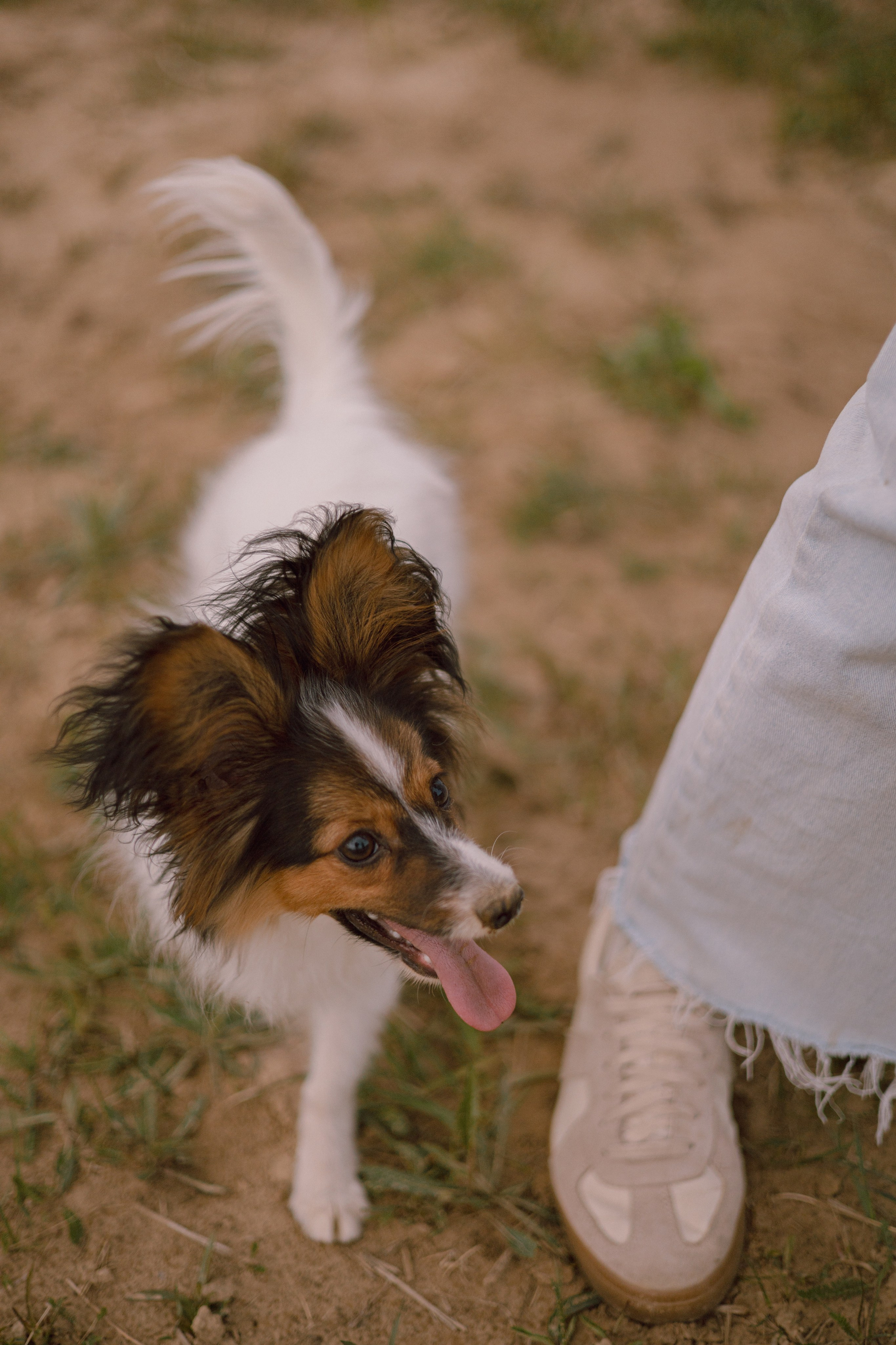 Вика и Бруни. Фотограф — анималист •love-story•|Санкт-Петербург