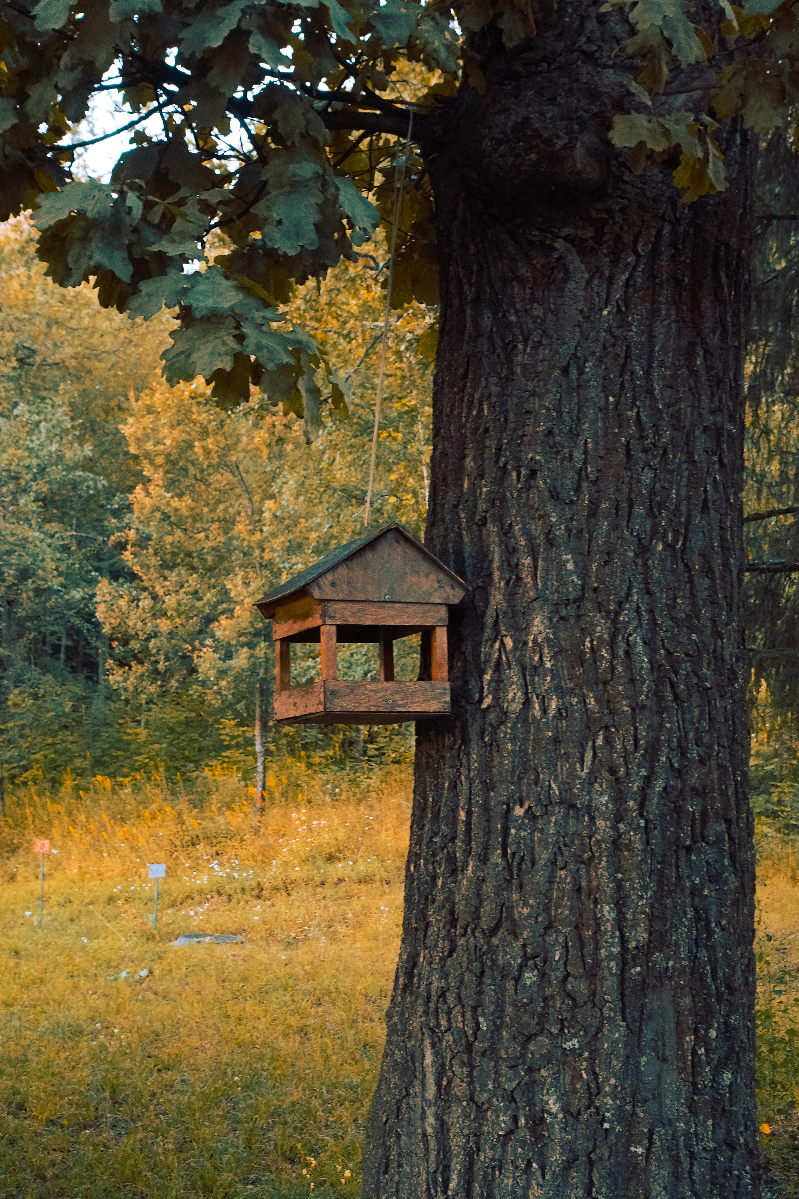Дачные. Фотограф Алиса Аспер
