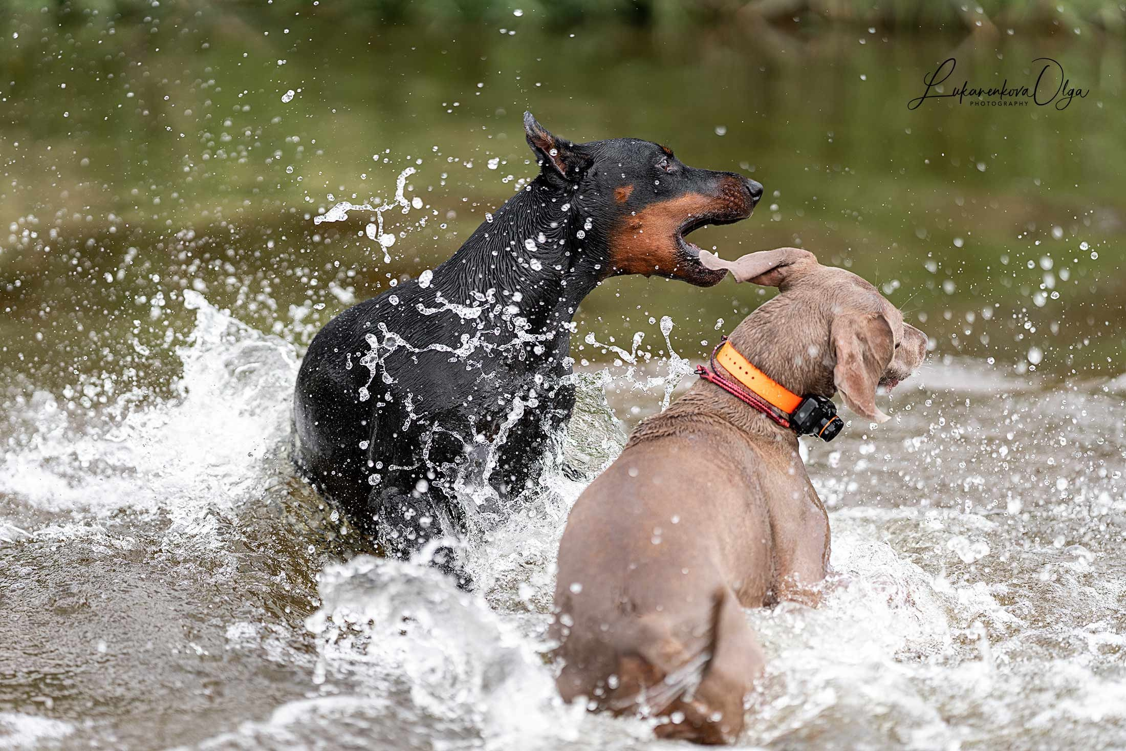 Фанта и Асти. Фотограф анималист Ольга Луканенкова в Москве