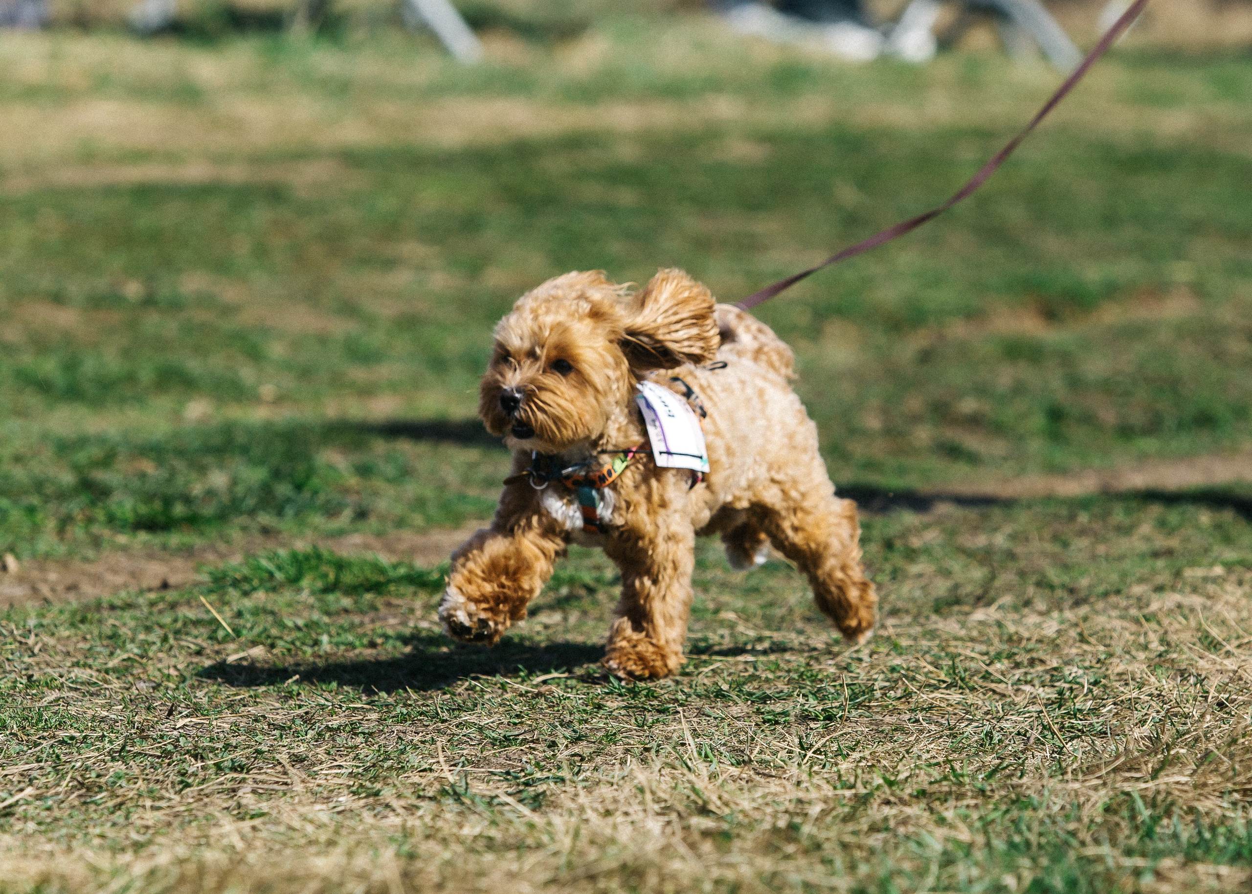 Кросс «Быстрый пёс» 2025. Репортажный фотограф в Москве