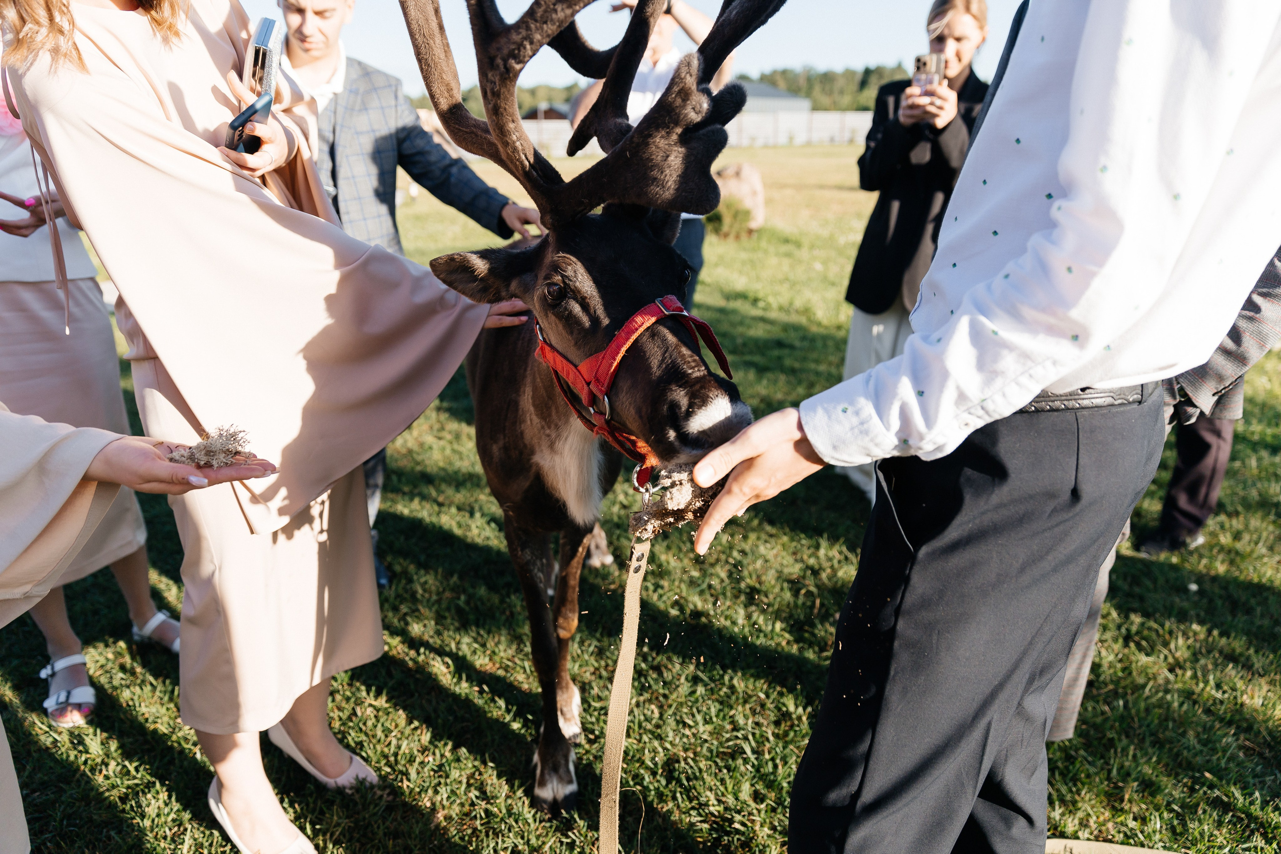 Александр и Евгения. Свадебный и репортажный фотограф в Санкт-Петербурге Николай Голованов
